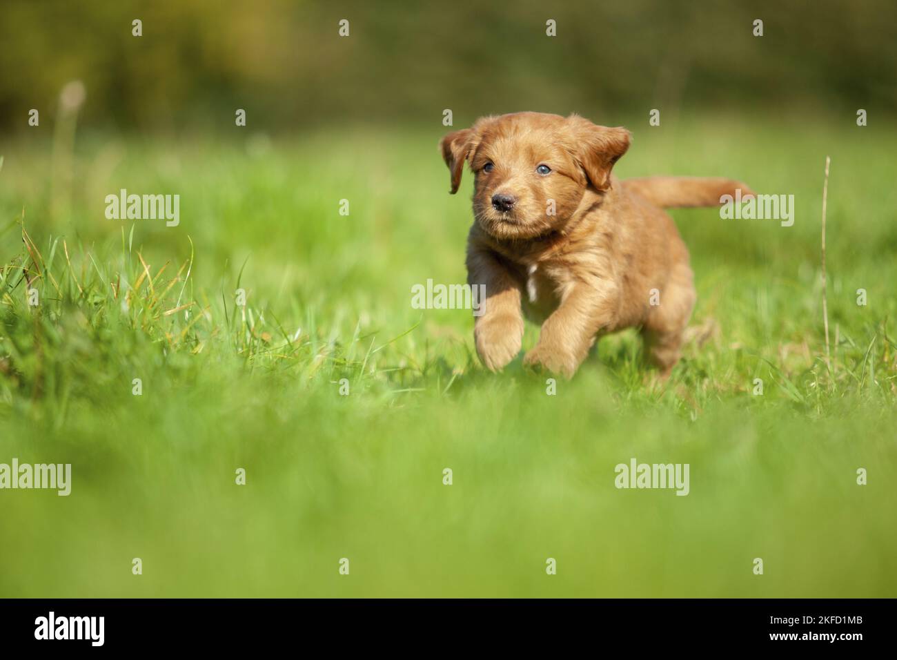 Labradoodle puppy on meadow Stock Photo