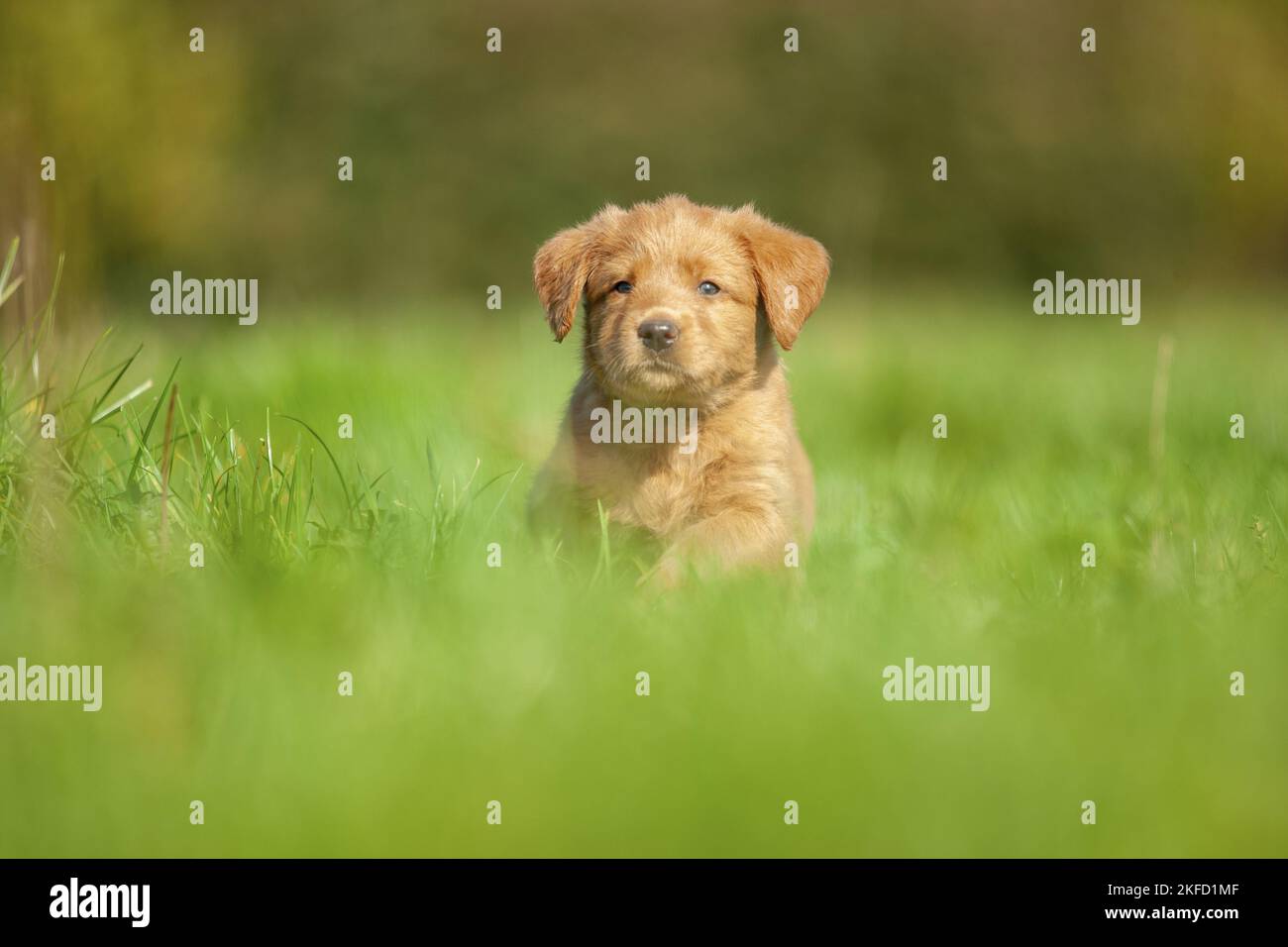 Labradoodle puppy on meadow Stock Photo