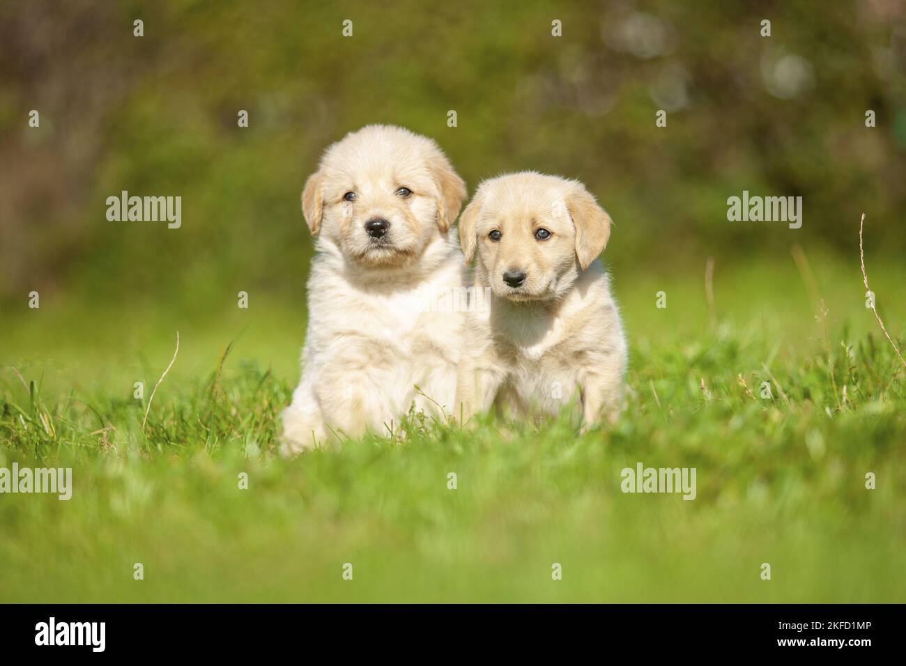 Labradoodles on meadow Stock Photo