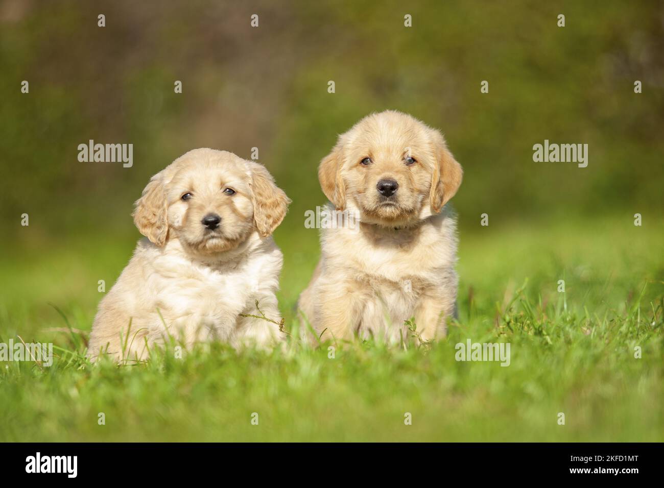 Labradoodles on meadow Stock Photo