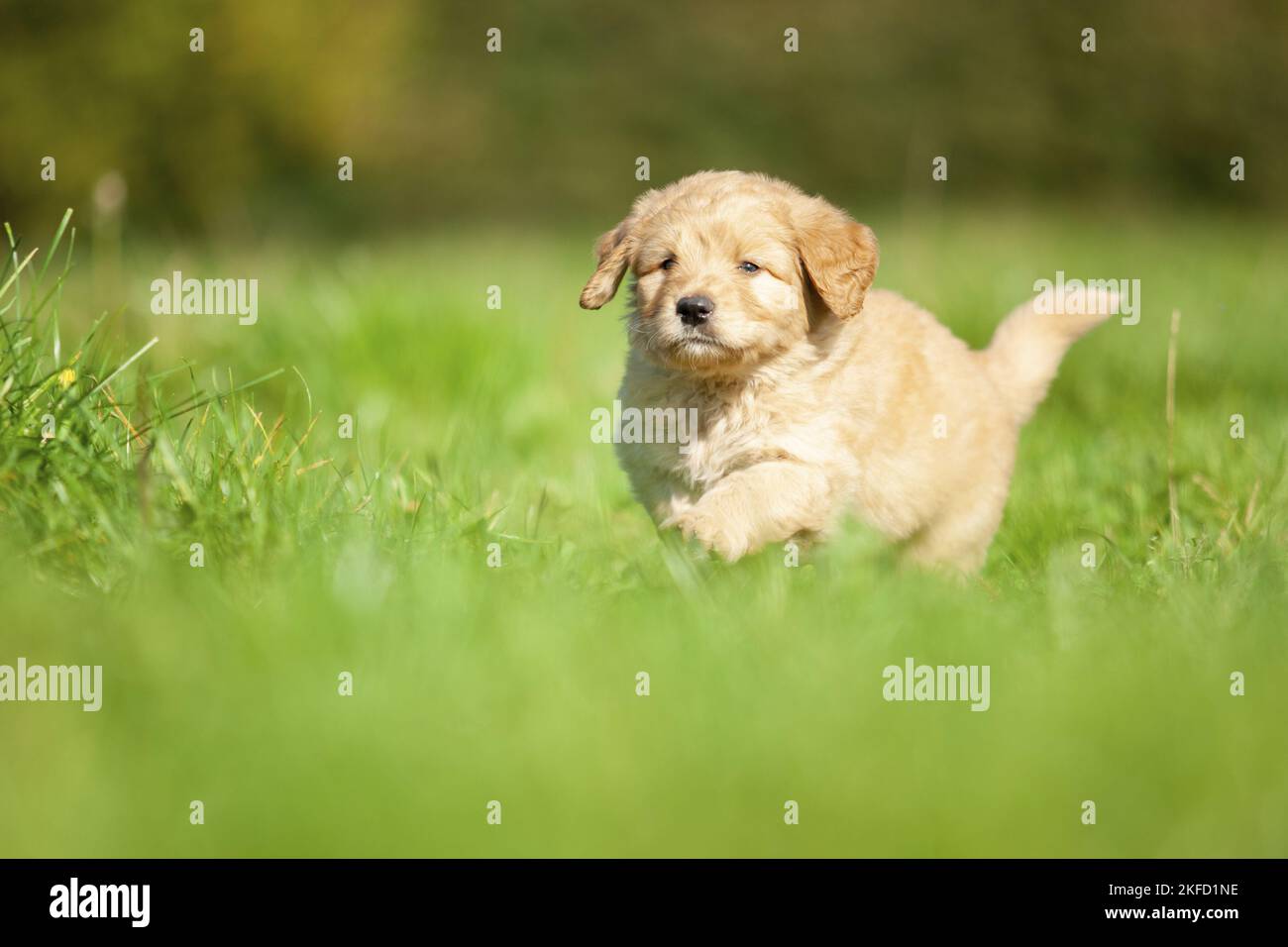 Labradoodle puppy on meadow Stock Photo