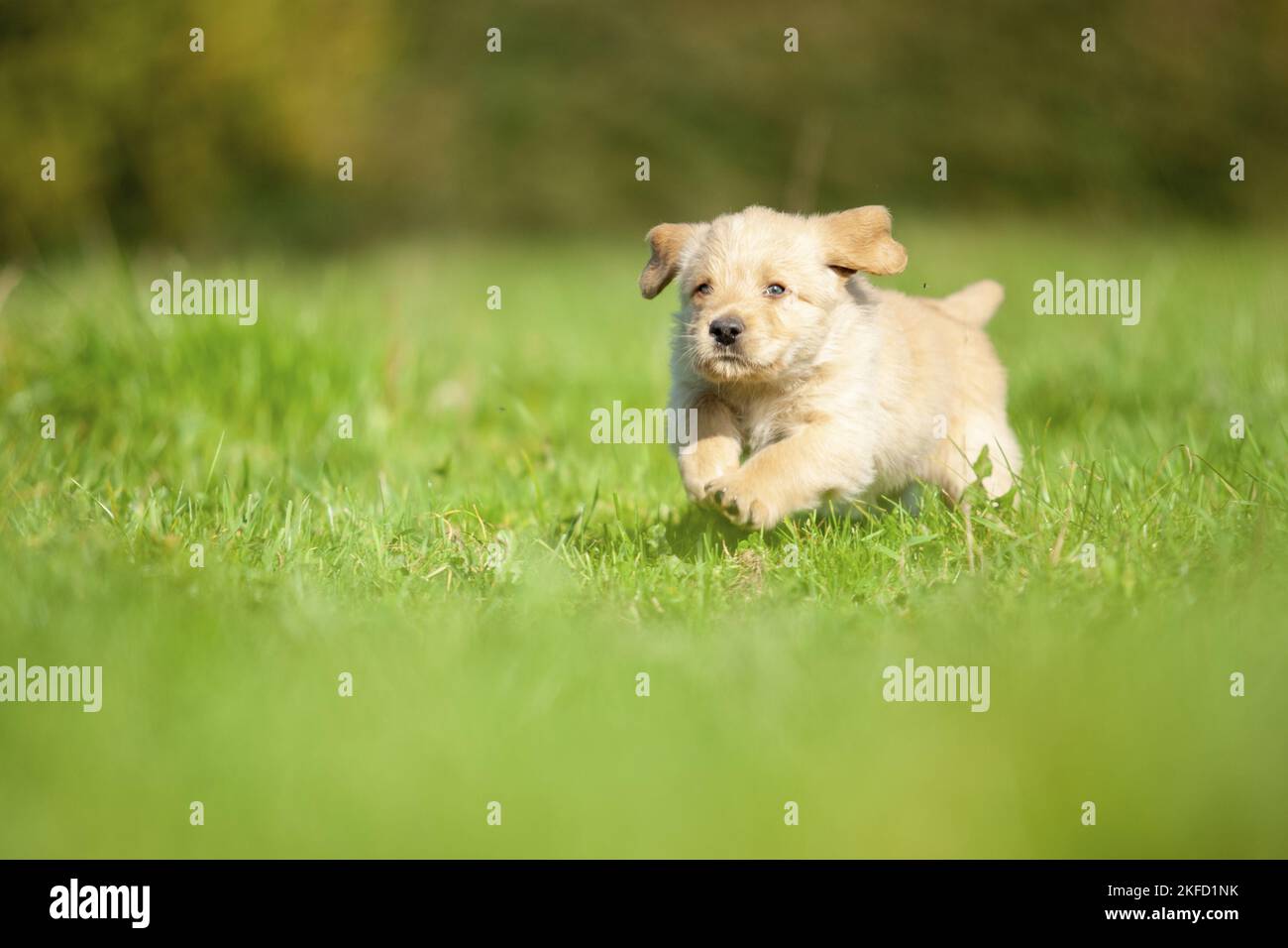 Labradoodle puppy on meadow Stock Photo
