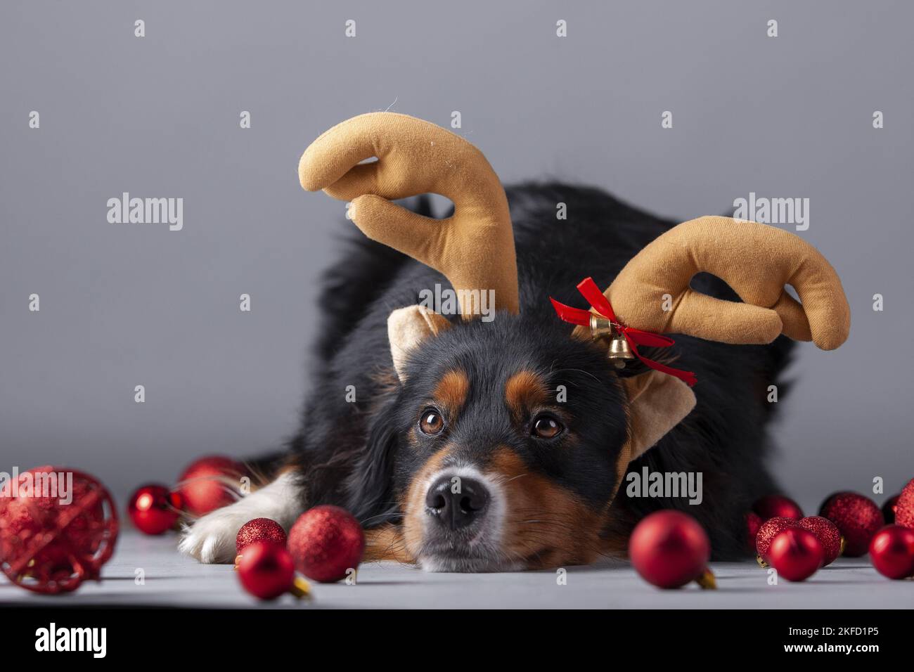 Miniature American Shepherd with Christmas baubles Stock Photo