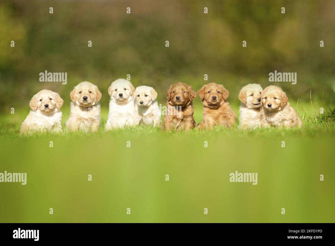 Labradoodles on meadow Stock Photo