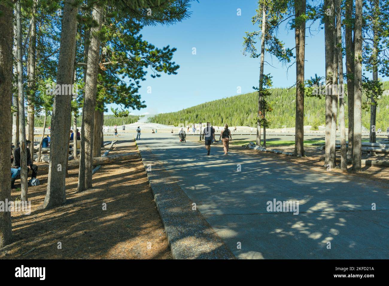 Walkway at Old Faithful Geyser just ended the steam eruption. Pine tree forest surrounds the area and many tourists walk here in Yellowstone Park. Stock Photo