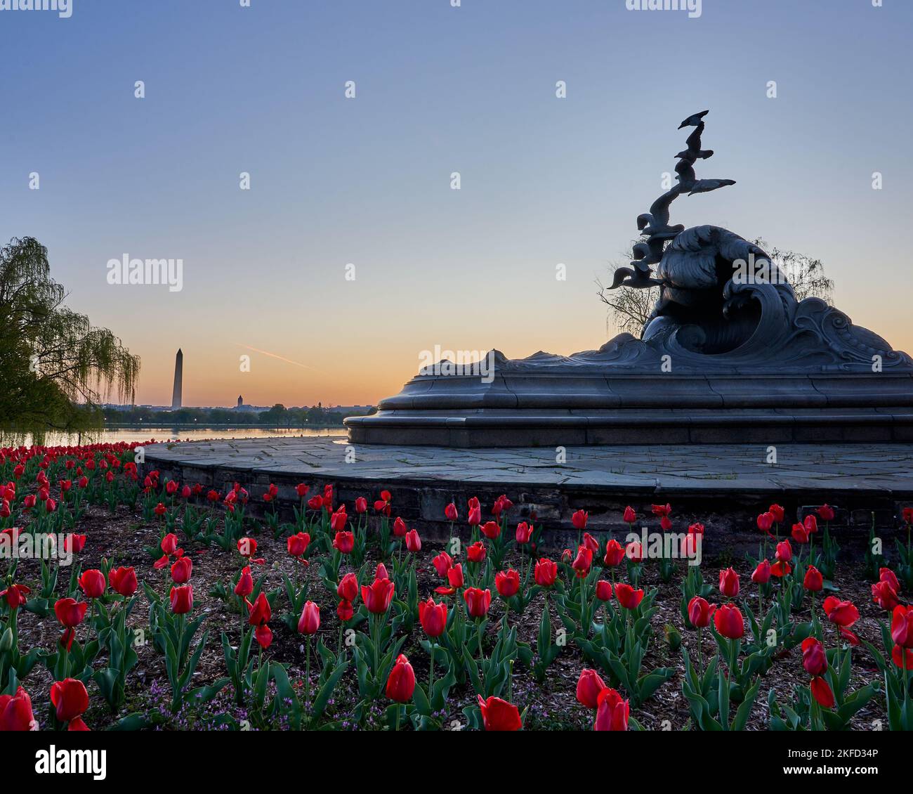 The blooming spring red tulip season in a garden with Navy Merchant ...