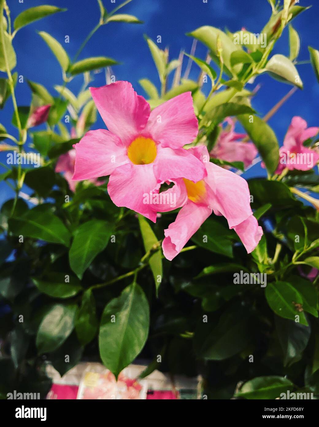 A vertical closeup of the beautiful Brazilian Jasmine flowers Stock Photo