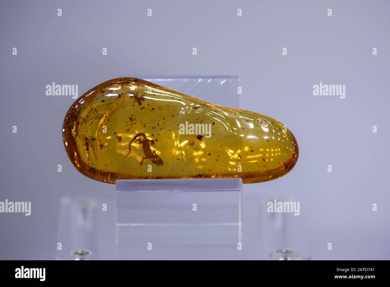 Amber containing insects hi-res stock photography and images - Alamy