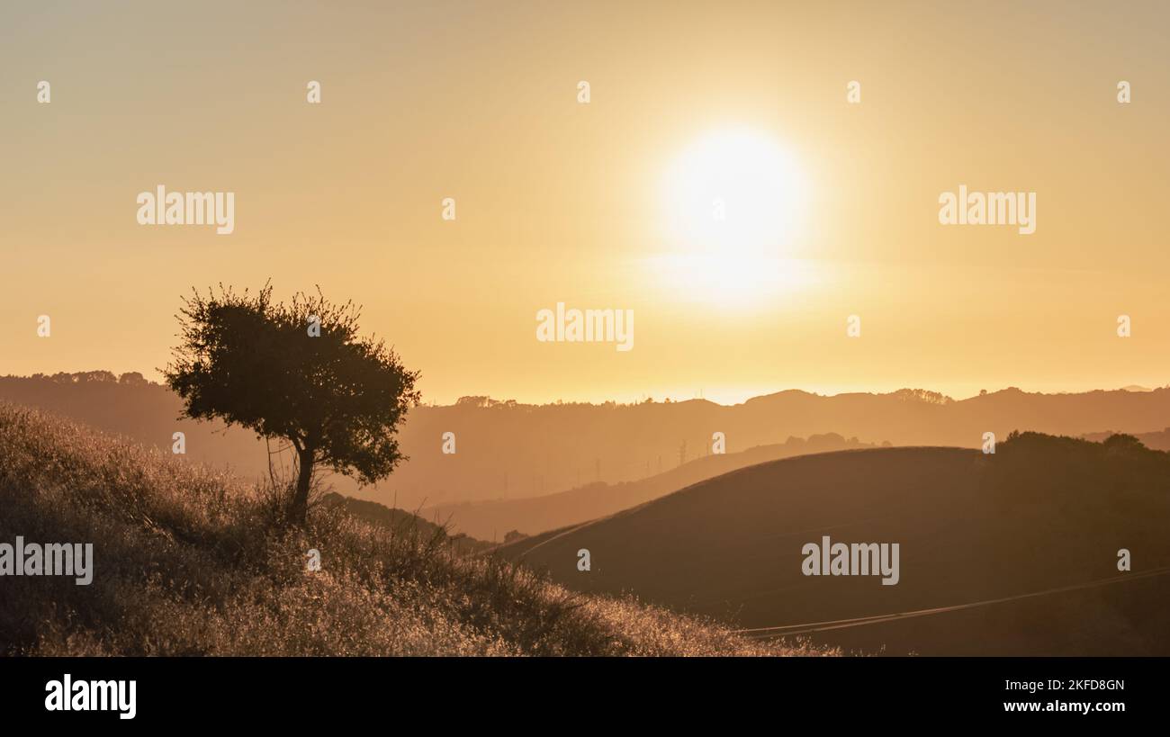 A lone tree stands amongst the rolling hills and setting sun.  Briones Regional Park, California, USA Stock Photo