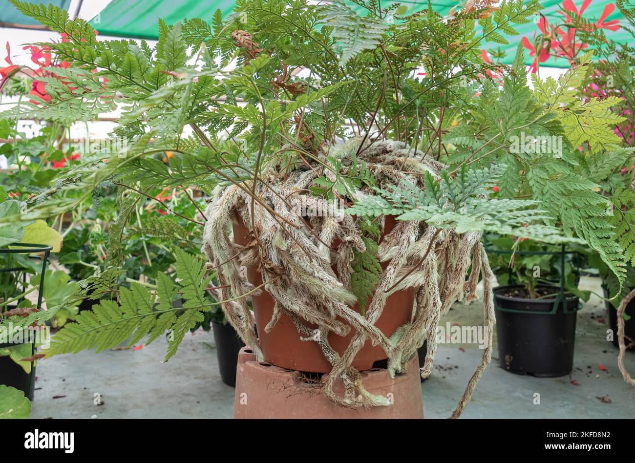 Fern plant davallia canariensis grow in pot indoor greenhouse with hairy roots in close up view with daylight Stock Photo