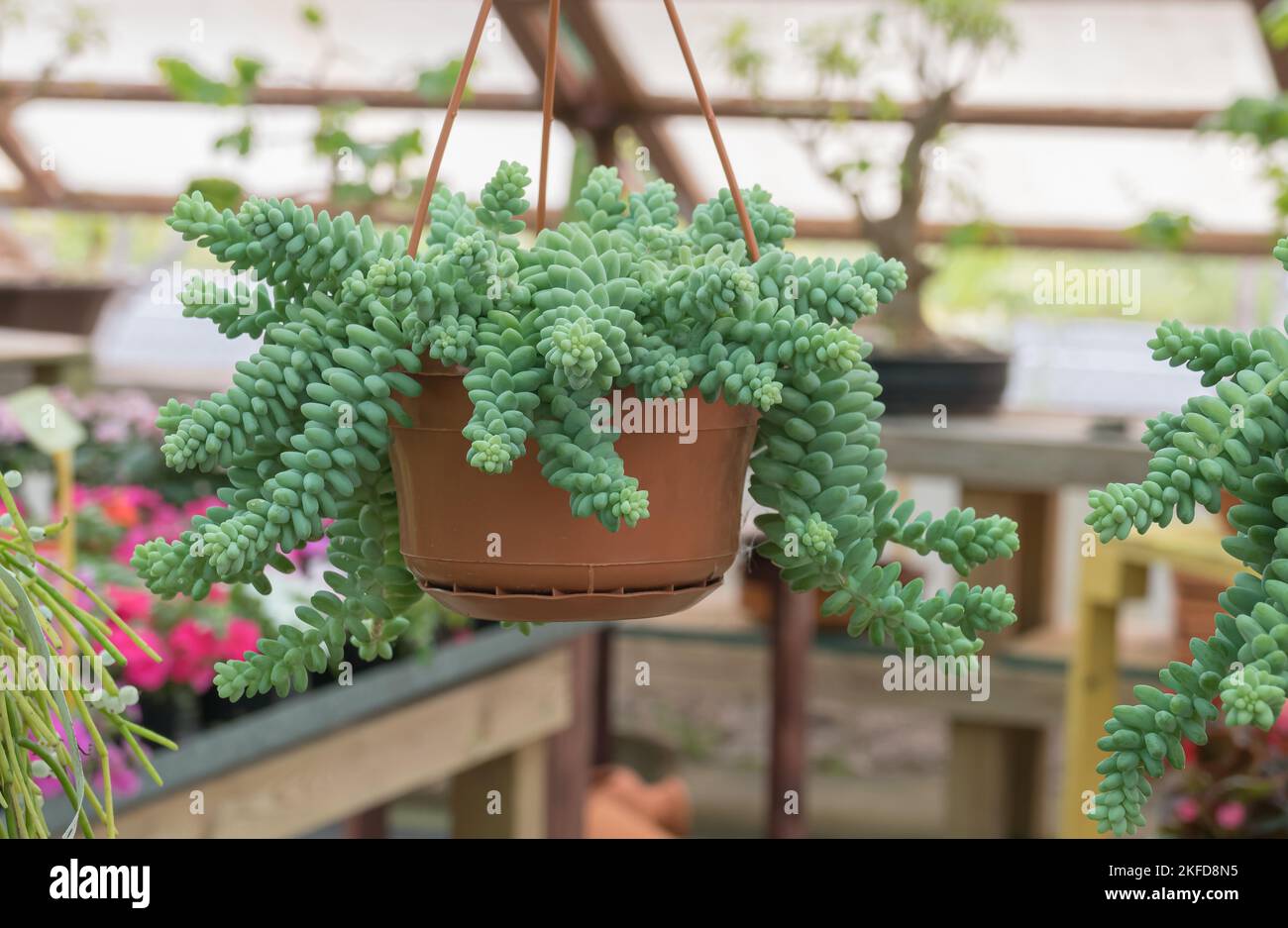 sedum morganum succulent plant close up view growing in a greenhouse indoors Stock Photo