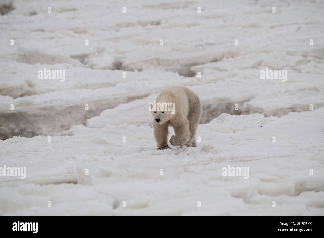 Churchill Polar Bear Stock Photo