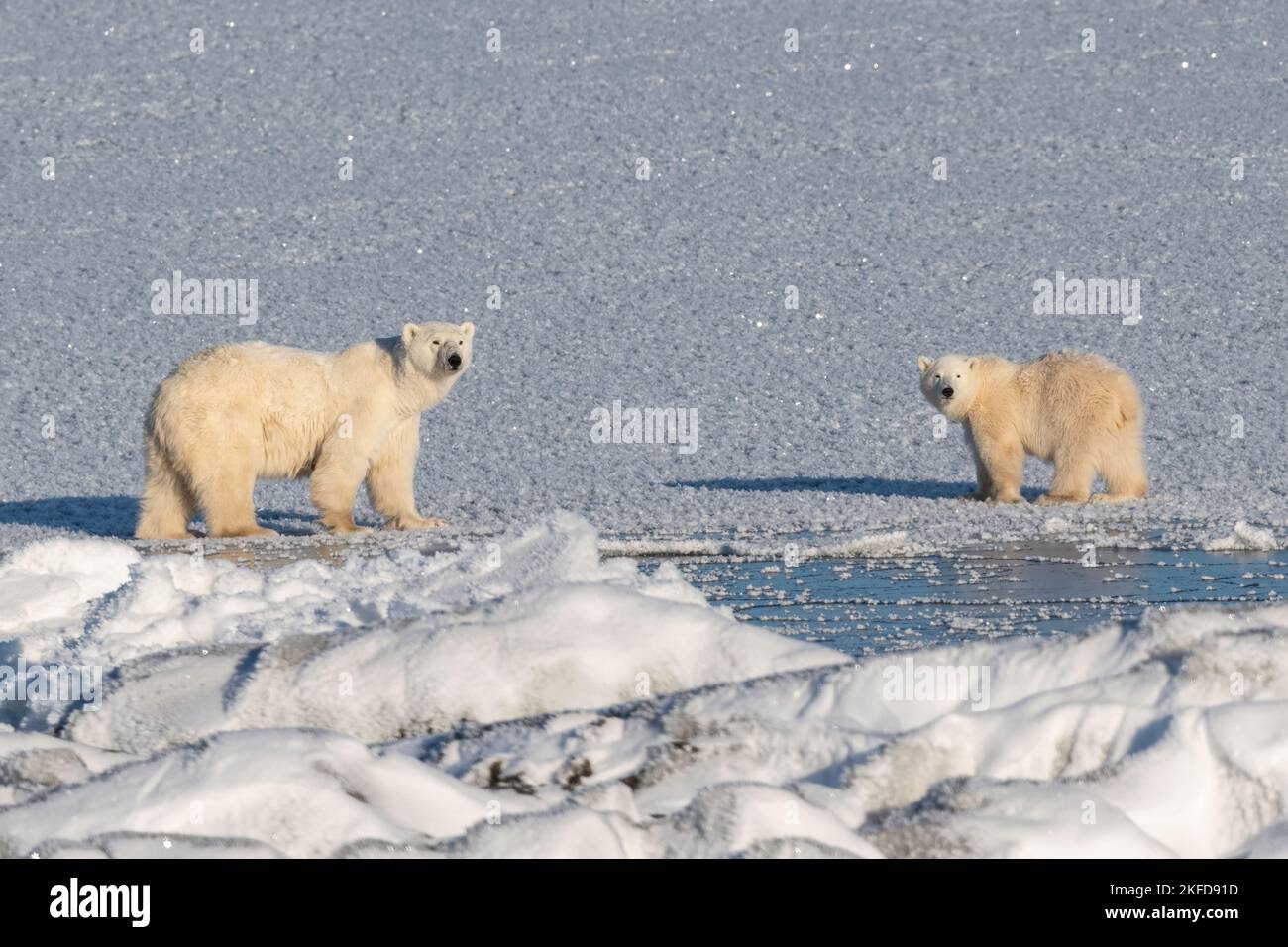 Churchill Polar Bear Stock Photo
