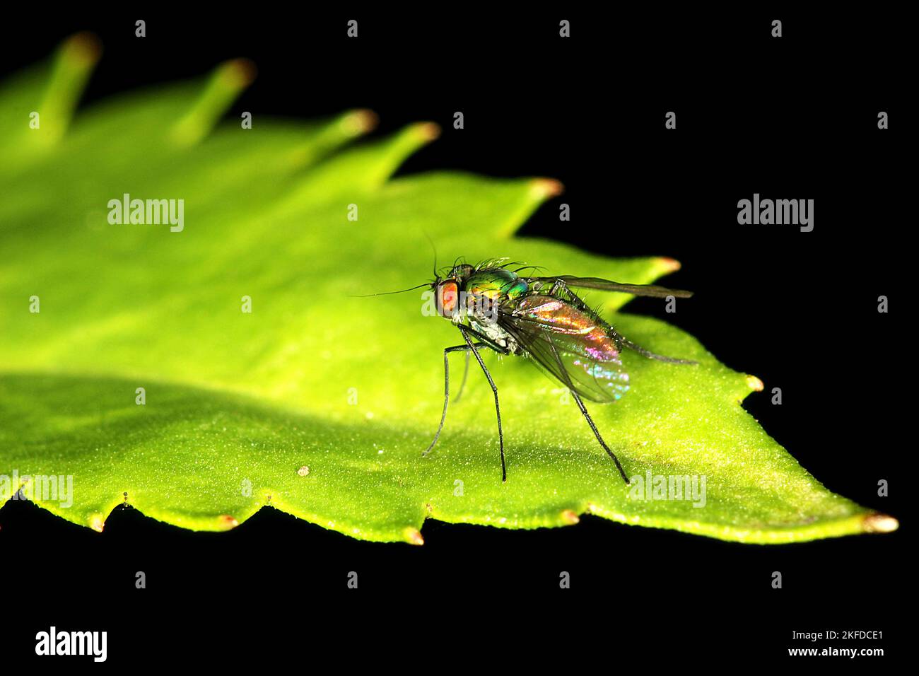 Longlegged green fly (Parentia sp Stock Photo Alamy
