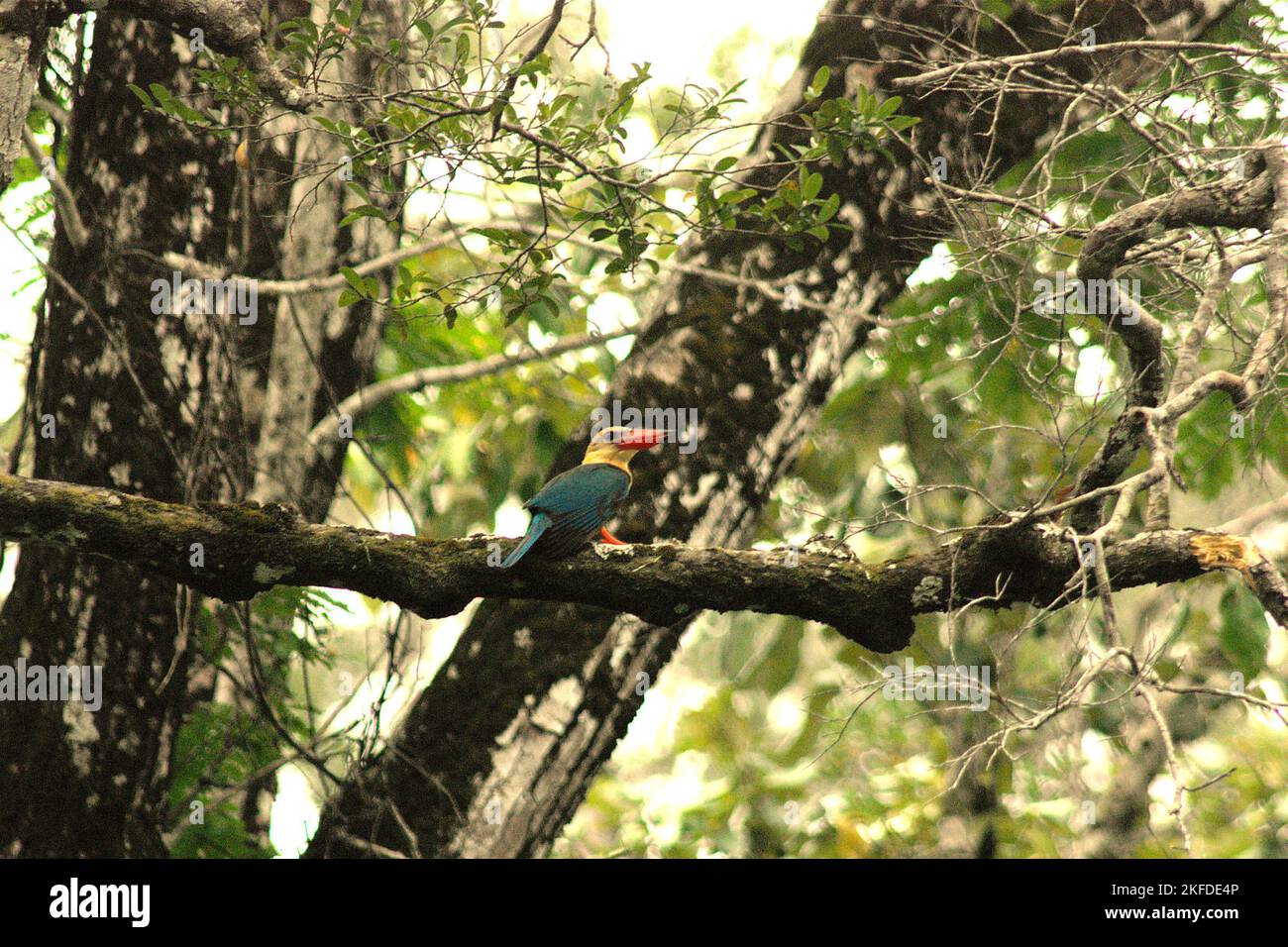 A stork-billed kingfisher (Pelargopsis capensis) is perching on a tree branch above Cigenter river in Ujung Kulon National Park, Pandeglang, Banten, Indonesia. Stock Photo