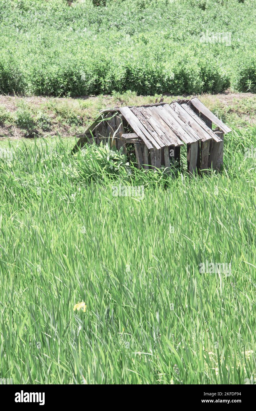 A small wooden house in the tall grass Stock Photo - Alamy