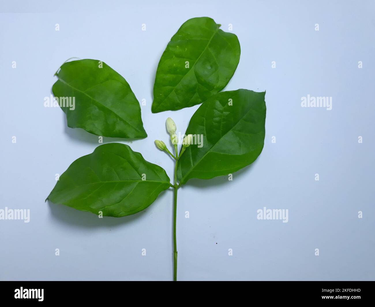 Jasmine plant hires stock photography and images Alamy