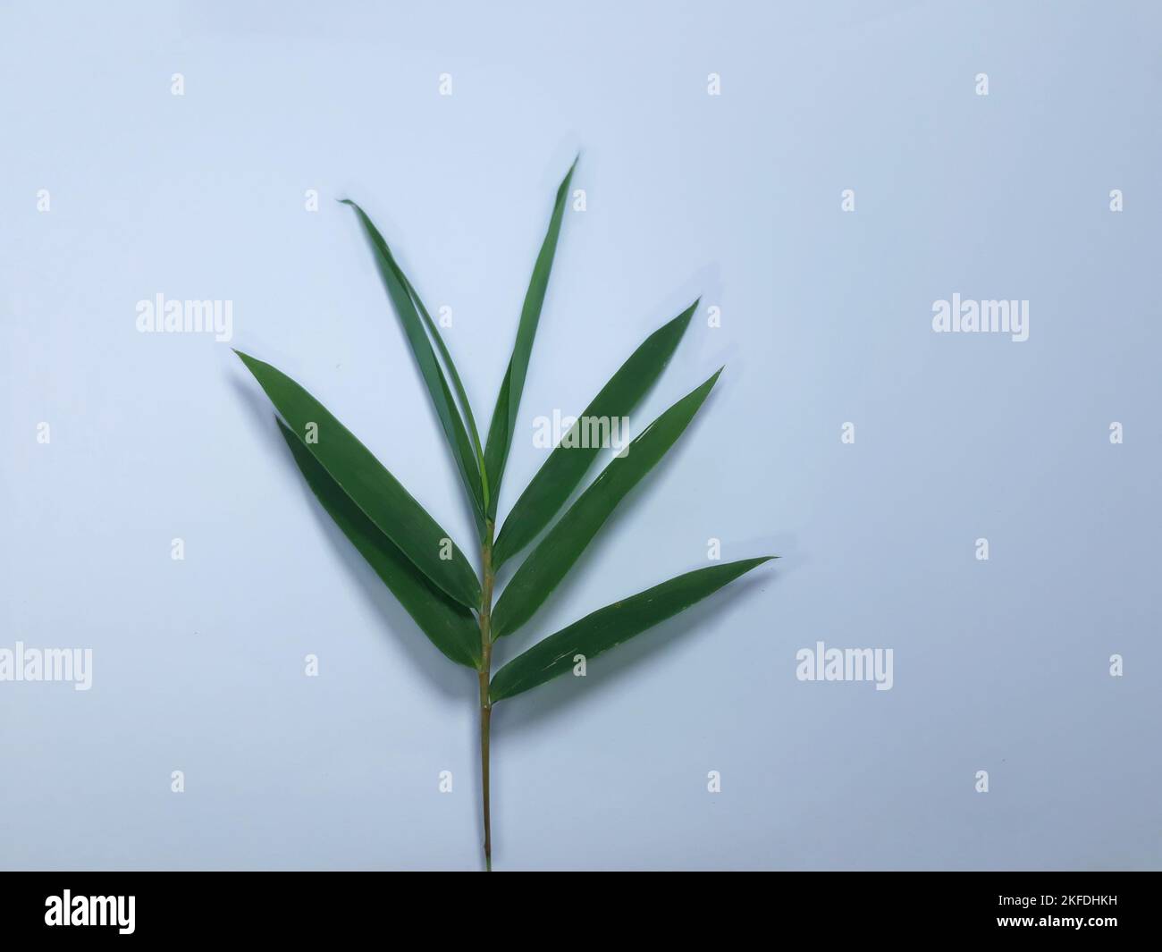 close up isolated on white bamboo Bambusa vulgaris leaf. cut out space for template background, banner and web Stock Photo