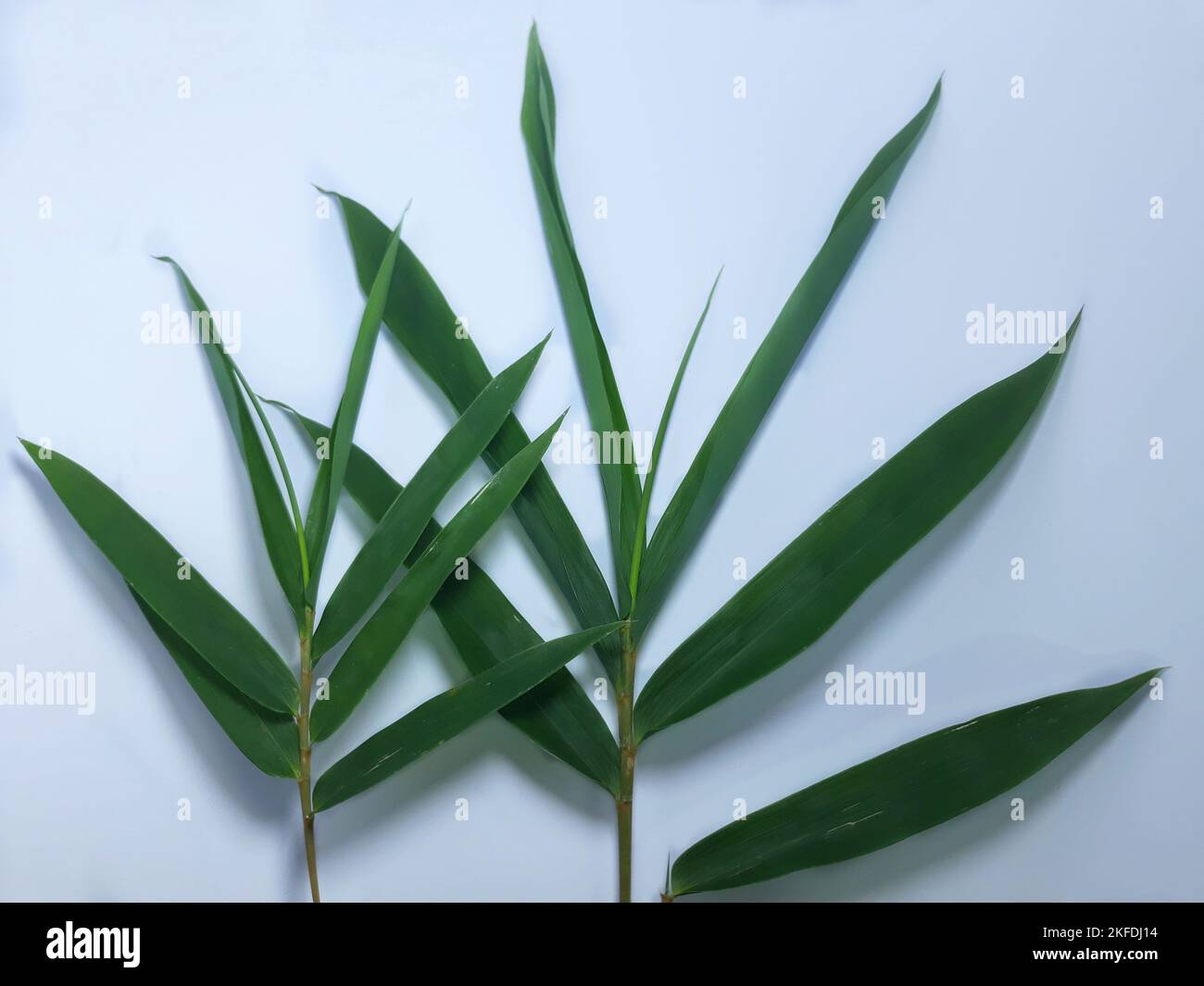 close up isolated on white bamboo Bambusa vulgaris leaf. cut out space for template background, banner and web Stock Photo
