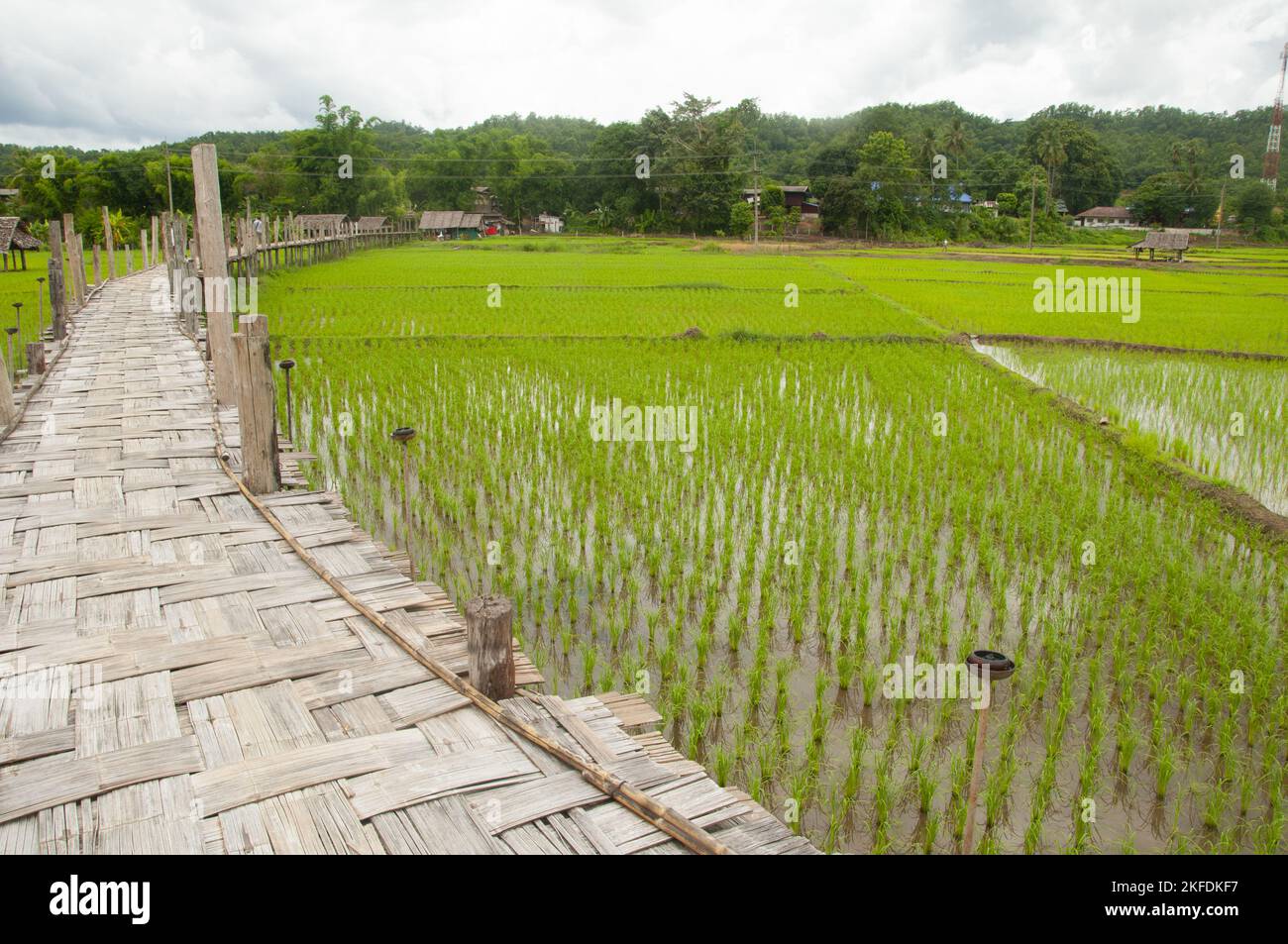 Thailand: Newly planted rice in the fields next to the Su Tong Pae Bamboo Bridge, Wat Phu Sama, Mae Hong Son. The bamboo bridge stretches 500 metres across the Mae Sa Nga stream and ricefields. The bridge allows monks access from Wat Phu Sama to the small village to the west. Stock Photo