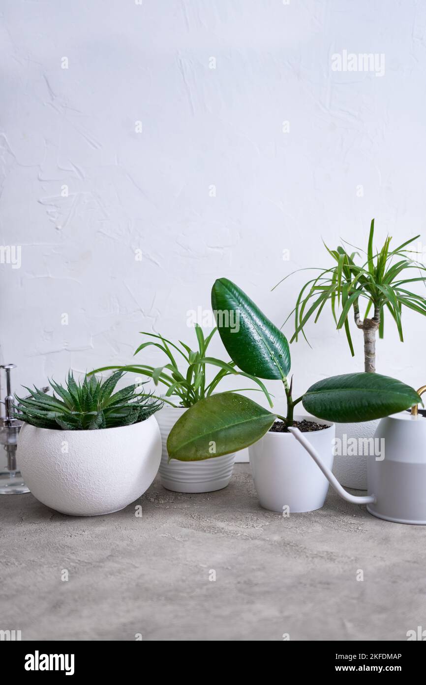 Ficus elastica and other house plants on concrete table at home Stock Photo
