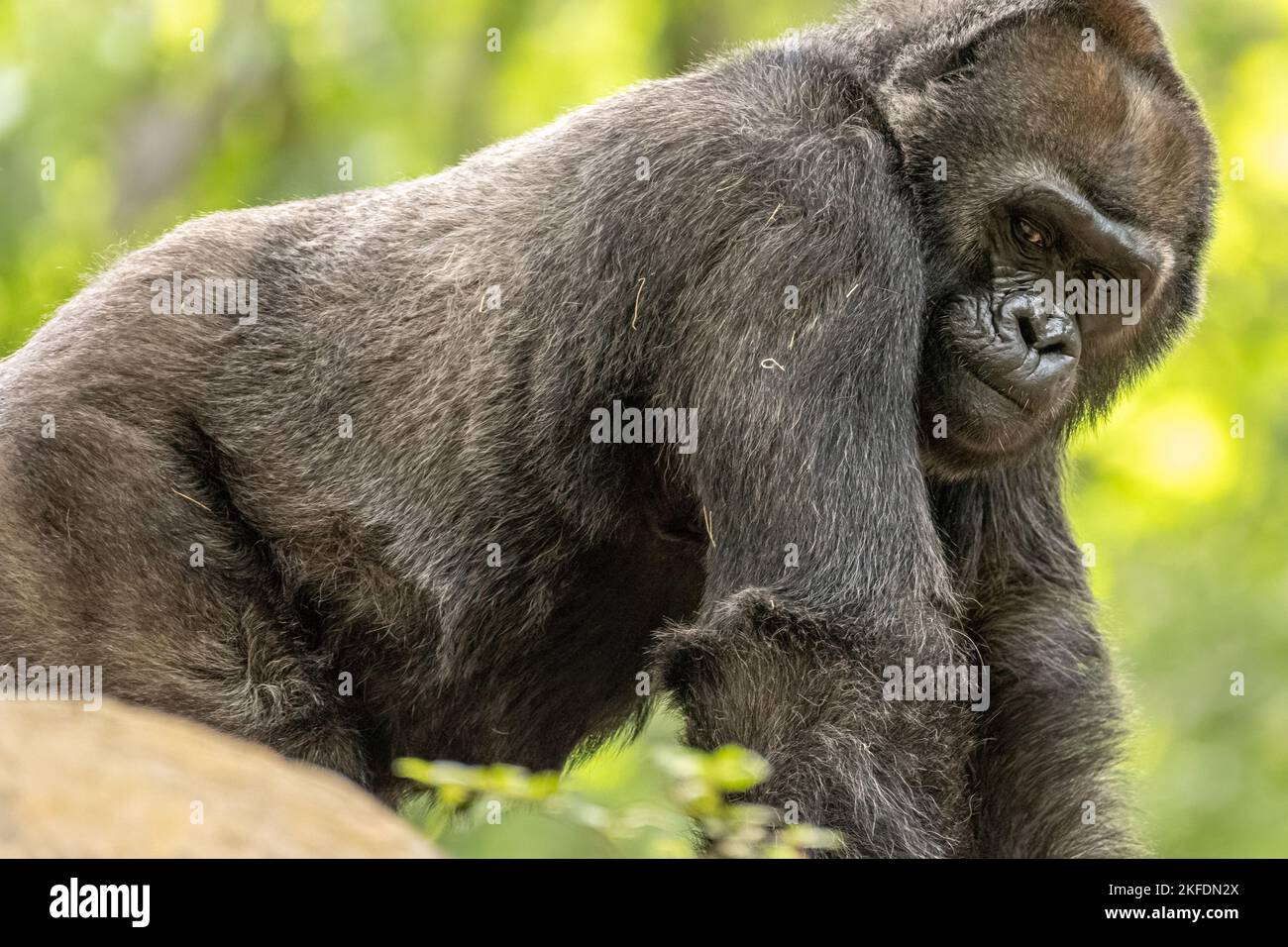Western lowland gorilla at Zoo Atlanta near downtown Atlanta, Georgia. (USA) Stock Photo