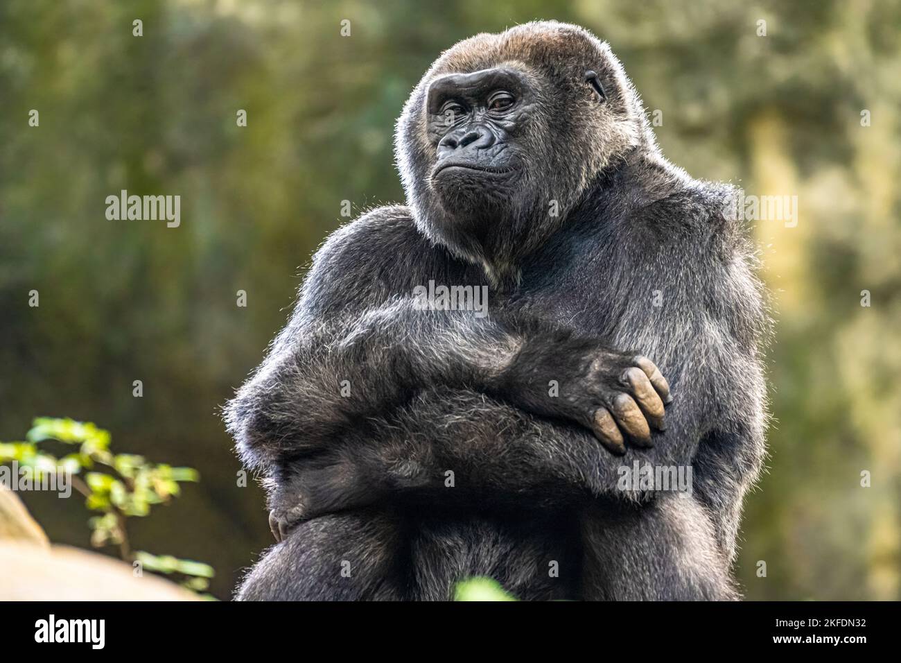 Western lowland gorilla smirking with arms folded at Zoo Atlanta near downtown Atlanta, Georgia. (USA) Stock Photo