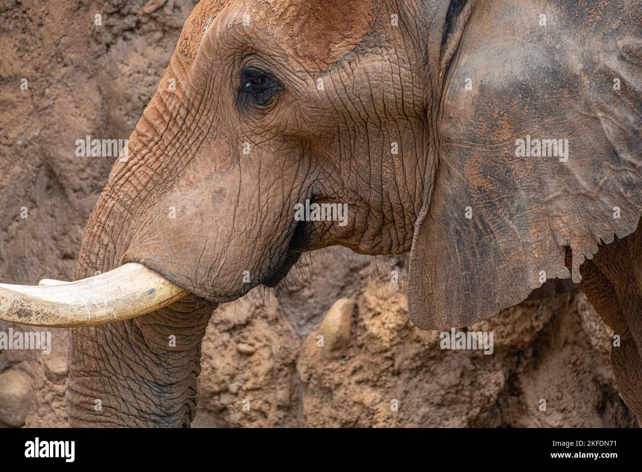 African elephant (Loxodonta africana) in the African Savanna habitat at Zoo Atlanta in Atlanta, Georgia. (USA) Stock Photo