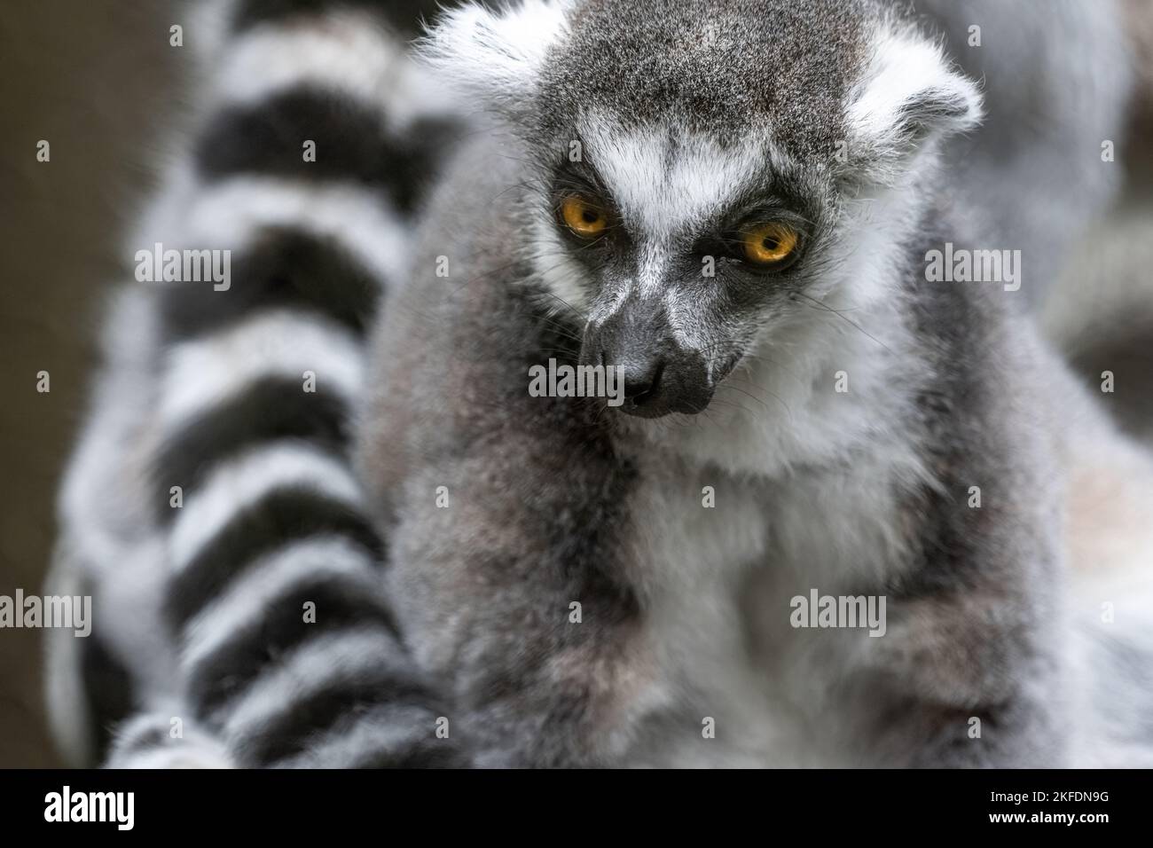 Close-up of a staring ring-tailed lemur (Lemur catta) at Zoo Atlanta near downtown Atlanta, Georgia. (USA) Stock Photo