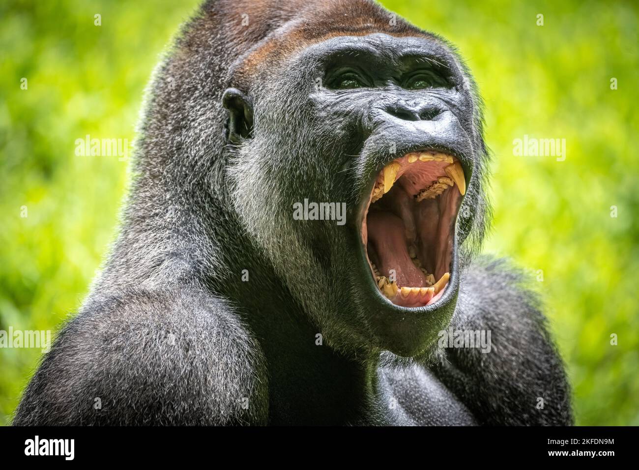 Close-up of screaming western lowland gorilla at Zoo Atlanta in Atlanta, Georgia. (USA) Stock Photo