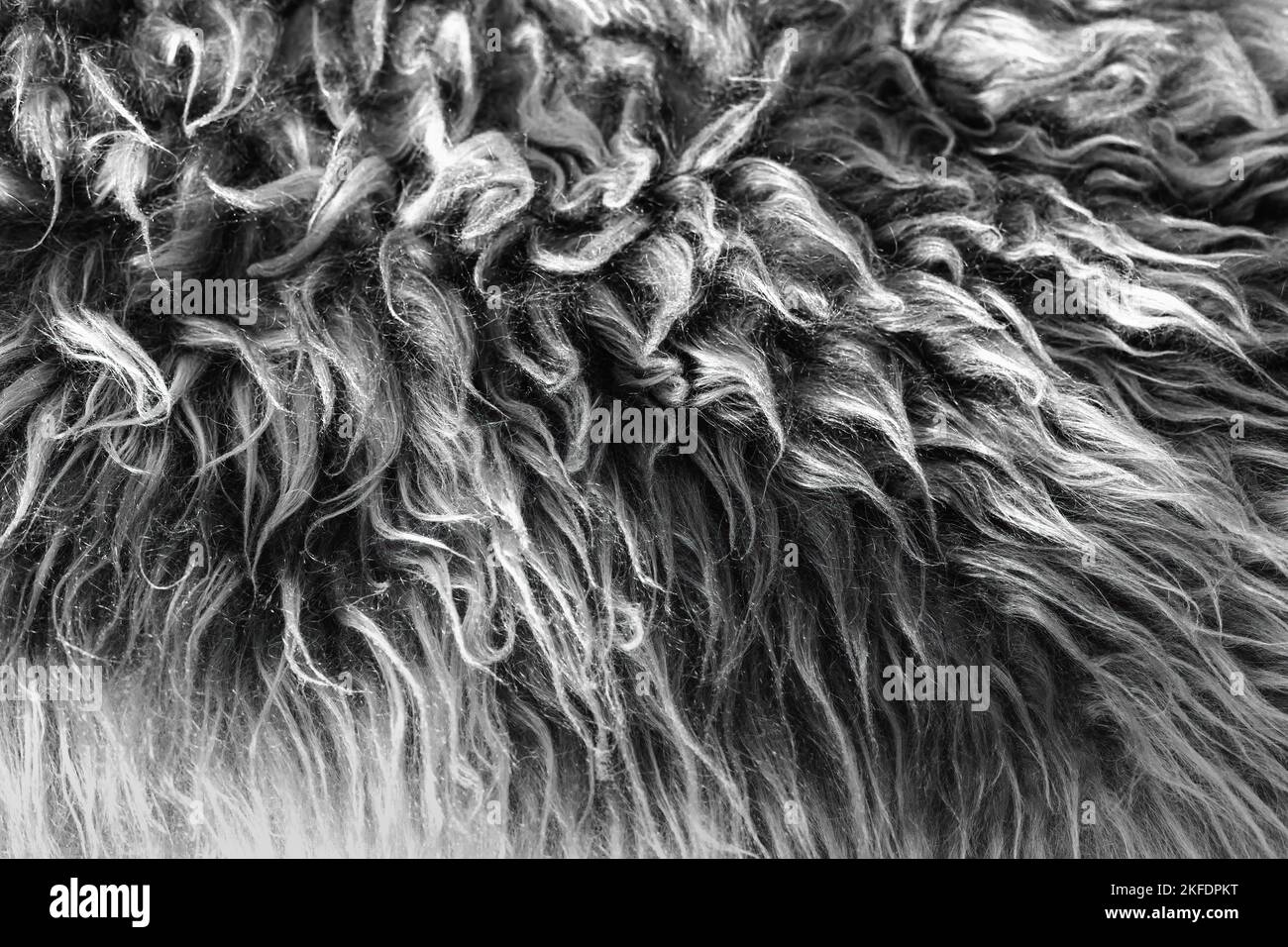 Sheep skin structure.Close up of sheep fur Stock Photo Alamy