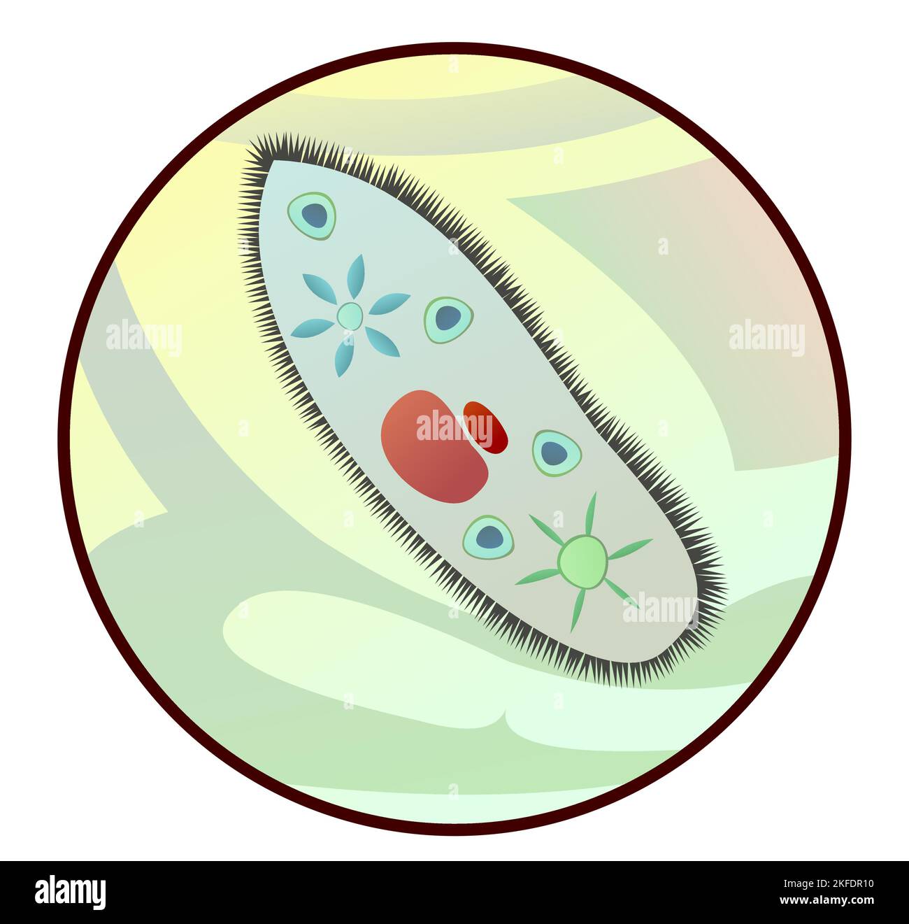 Infusoria shoe in magnification through microscope. Biology unicellular. Science items picture. Study of living cells of plants, animals and humans. I Stock Vector