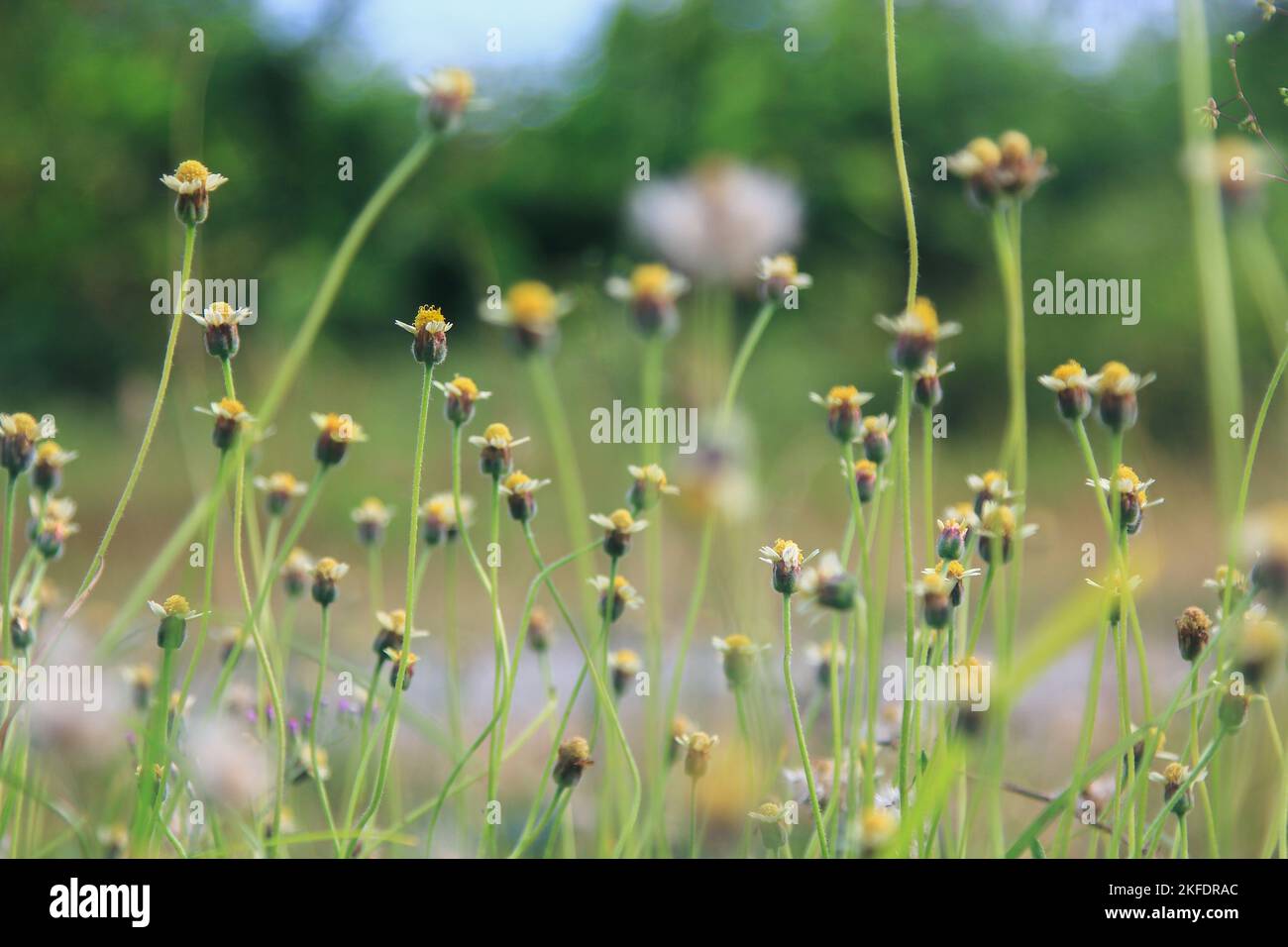 Chamomile is a herbal plant that is used as a medicine for various