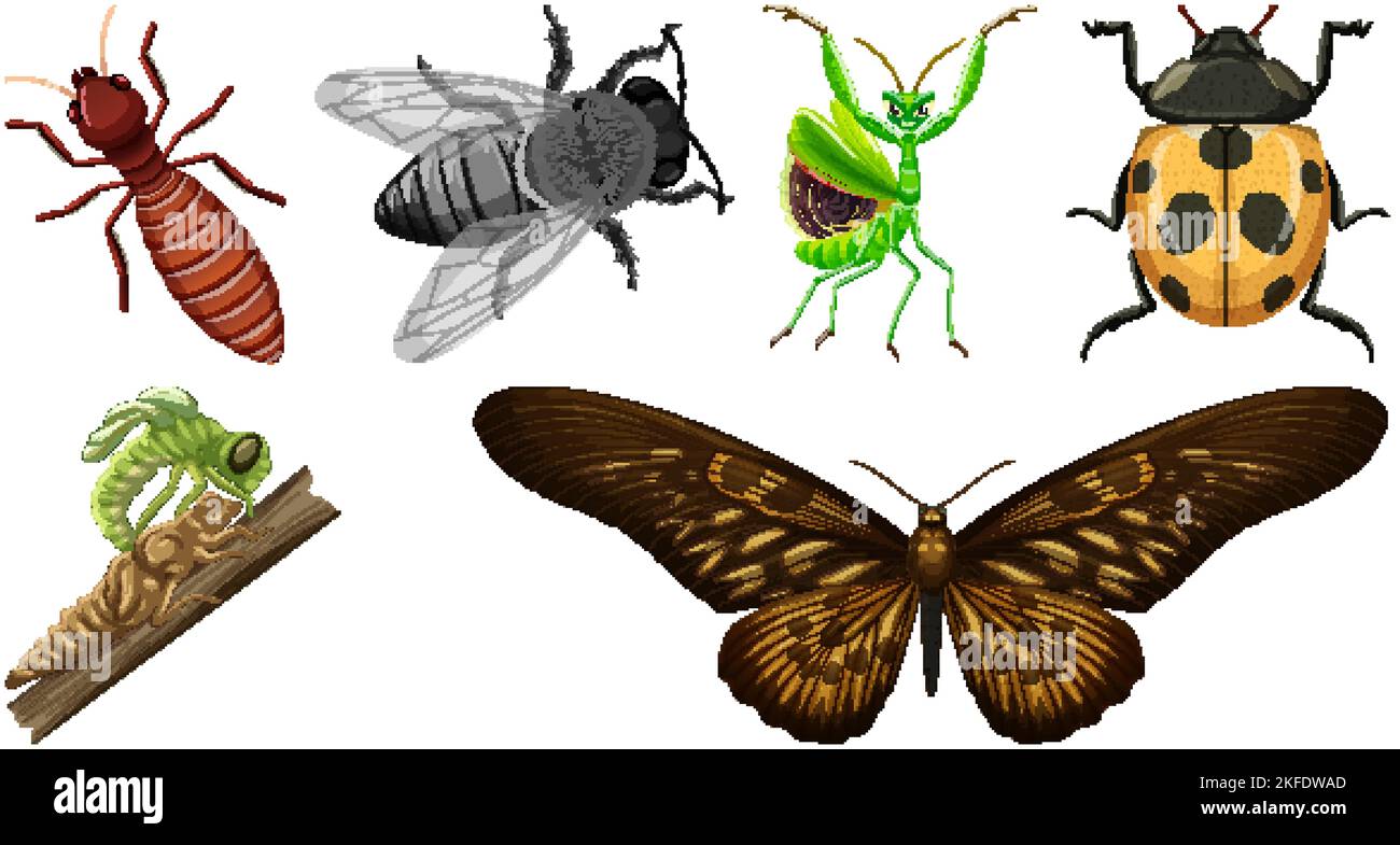 Two Different Insects Collection of different insects vector illustration Stock Vector Image ...