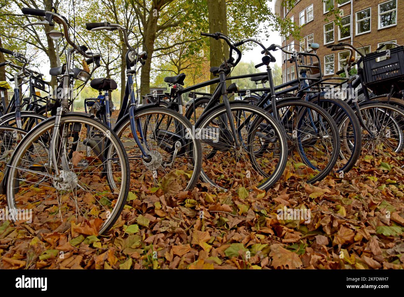 A row of parked bicycles in fallen autumn leaves at a bike parking space in Amsterdam, Netherlands Stock Photo