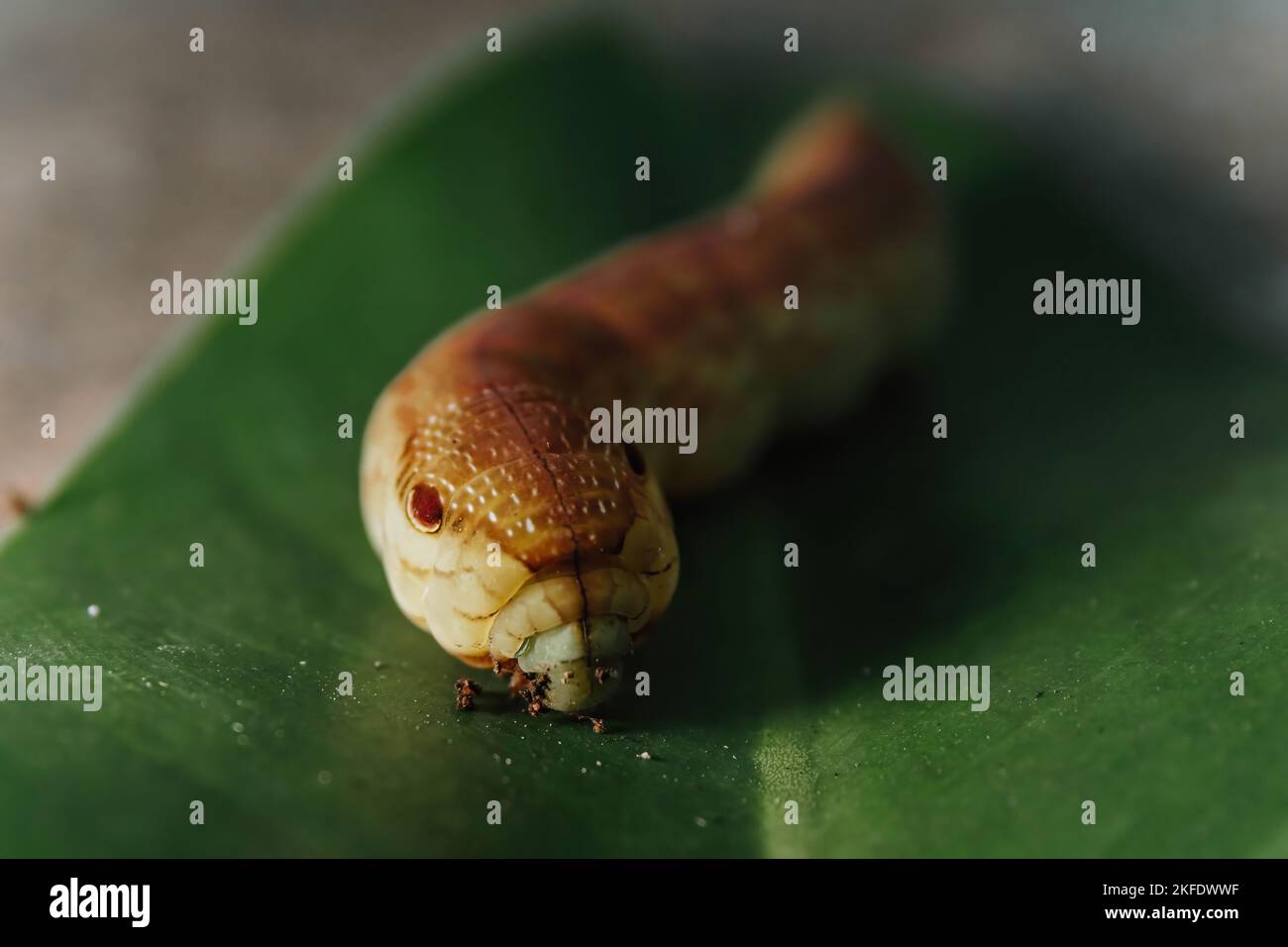 Hi-res photo of macro shot of southeast asia Oleander Hawk Moth caterpillar on a green leave with blurred background Stock Photo