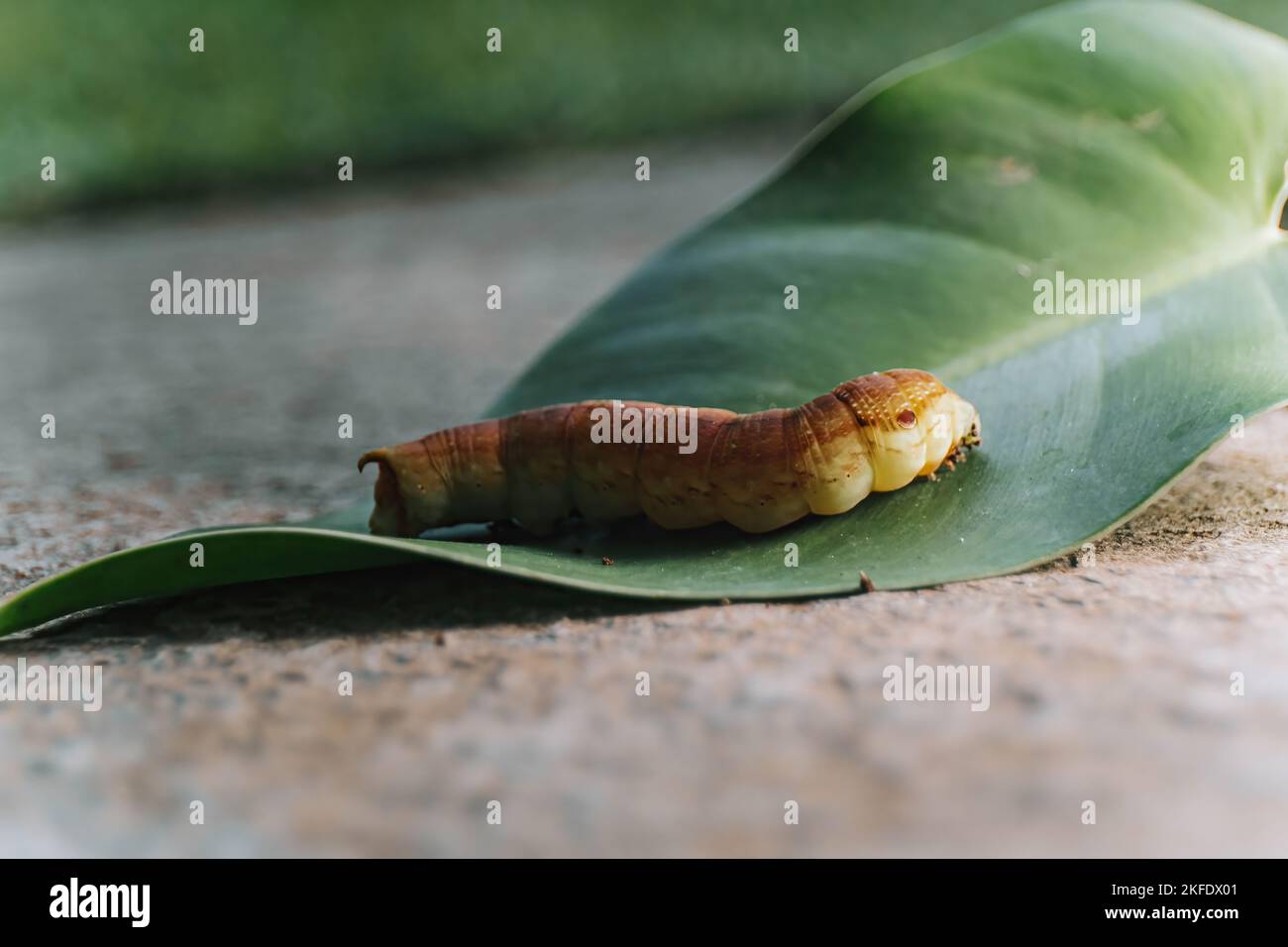 Hi-res photo of macro shot of southeast asia Oleander Hawk Moth caterpillar on a green leave with blurred background Stock Photo