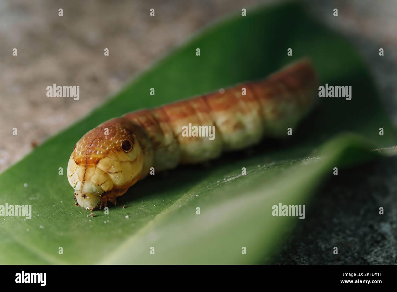 Hi-res photo of macro shot of southeast asia Oleander Hawk Moth caterpillar on a green leave with blurred background Stock Photo