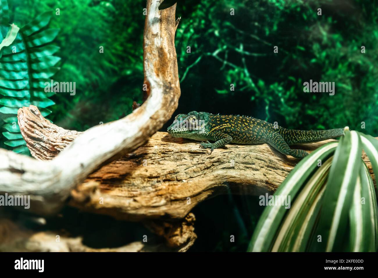 ciliated banana eating Gecko Correlophus ciliatus in a terrarium