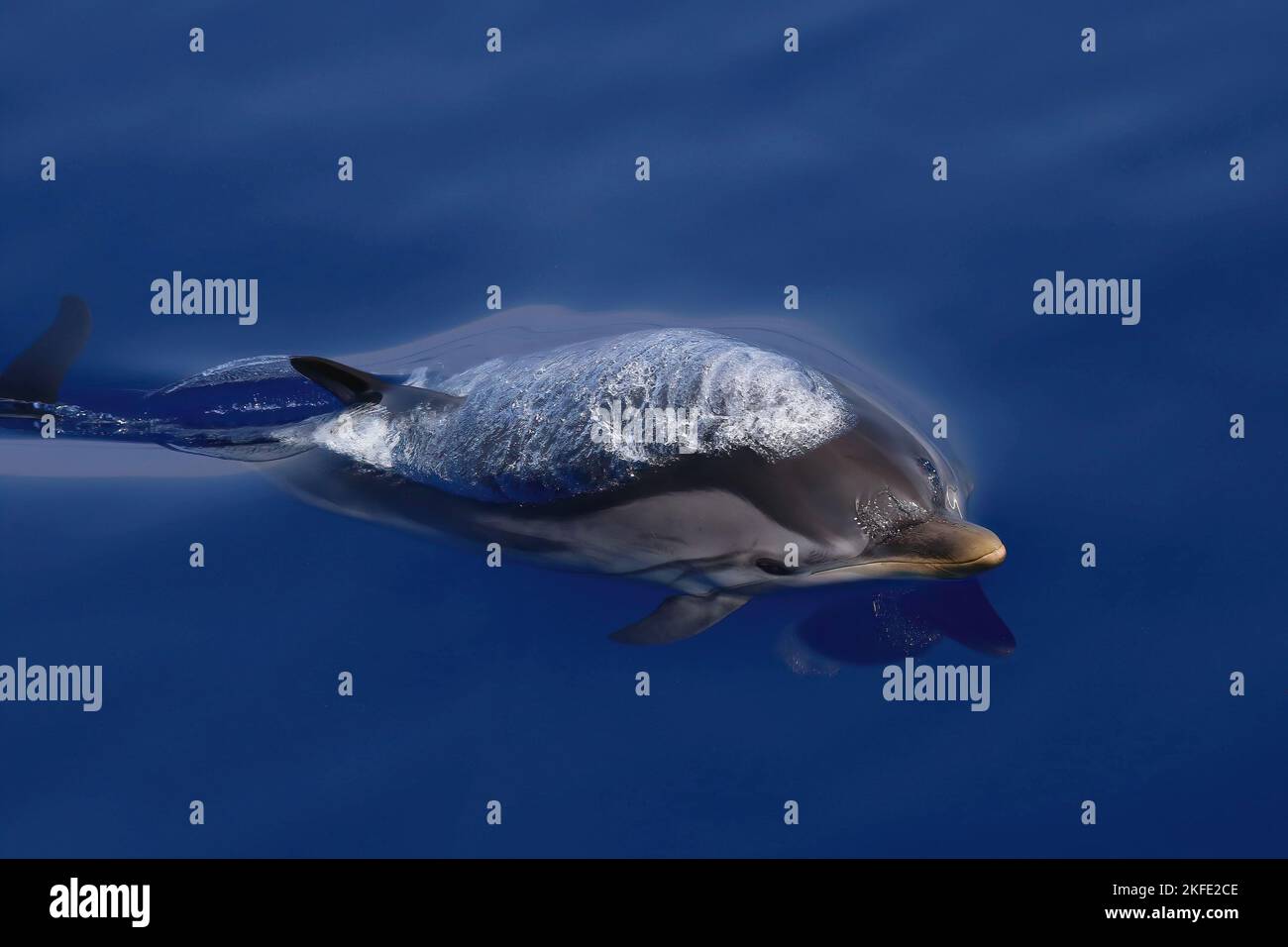 Stenella striata al largo di Genova, Stenella coeruleoalba, Striped dolphin Stock Photo