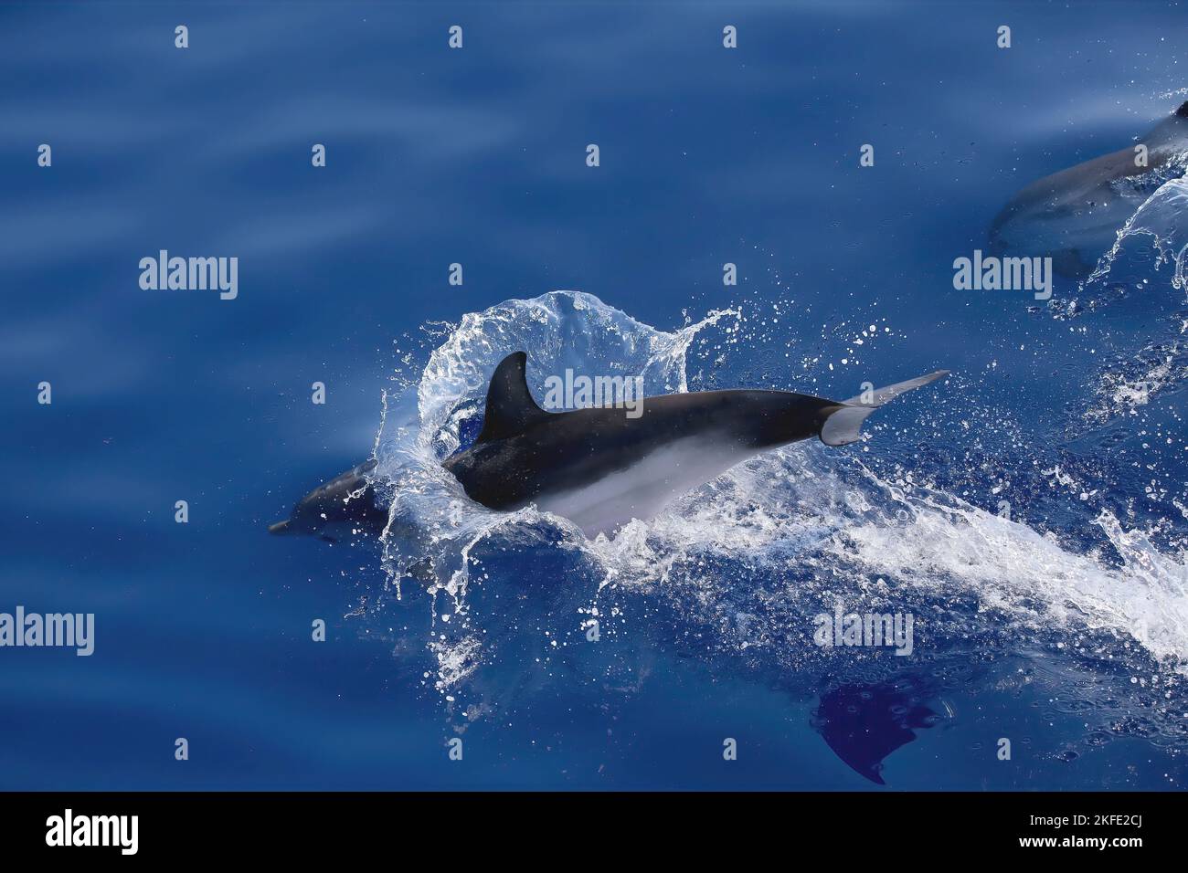 Stenella striata al largo di Genova, Stenella coeruleoalba, Striped dolphin Stock Photo