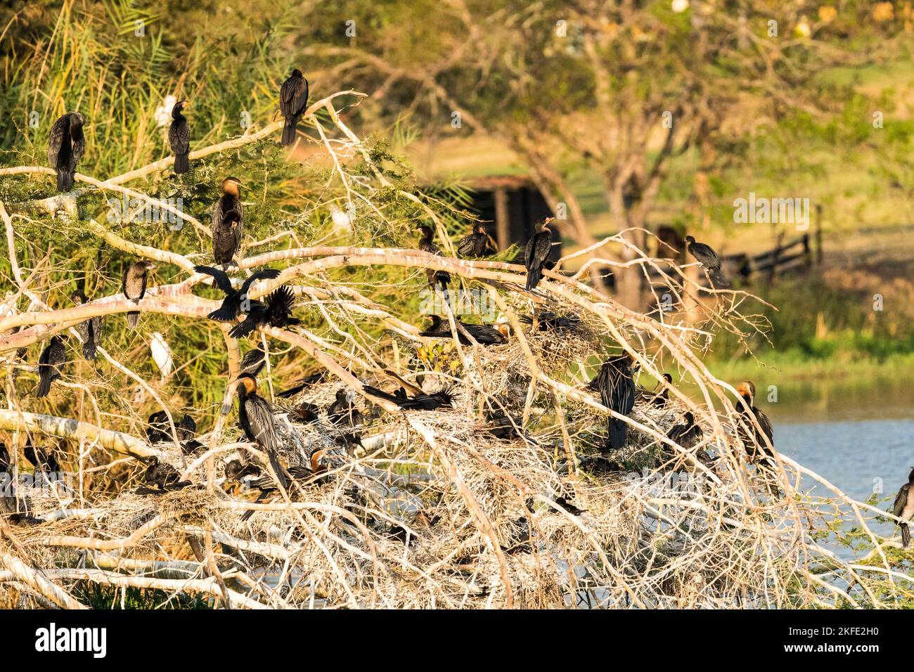 tree with water birds such as Cormorants and African Darters perching and nesting in early morning soft light in the wild of South Africa Stock Photo