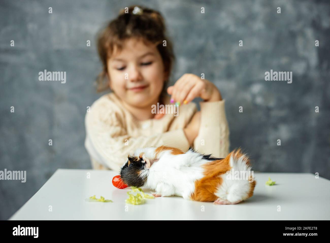 White-orange-black guinea pig sit on table and eat cherry tomato and