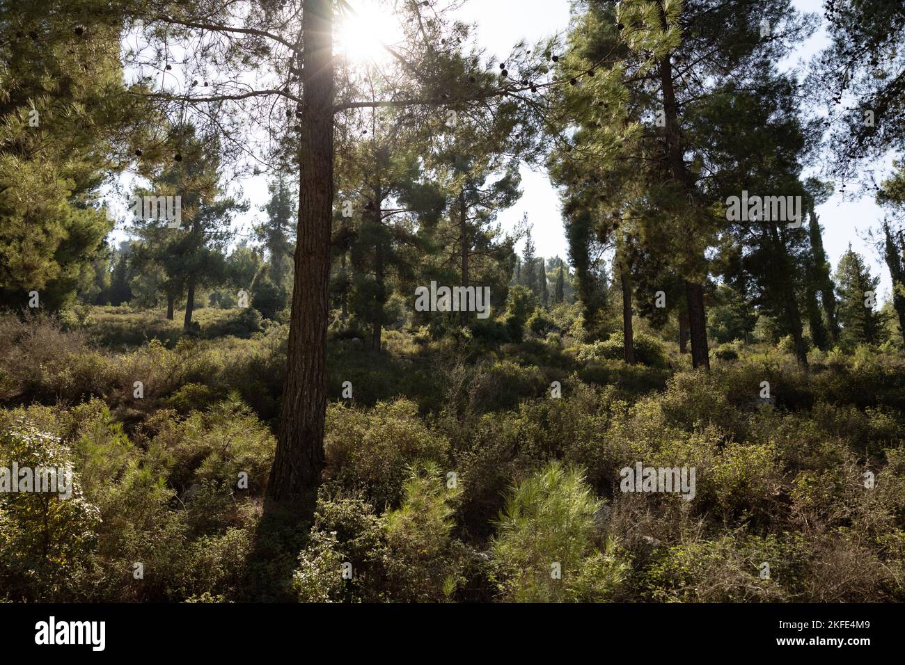 Mediterranean Pine and Cypress forest near Jerusalem, Israel Stock Photo