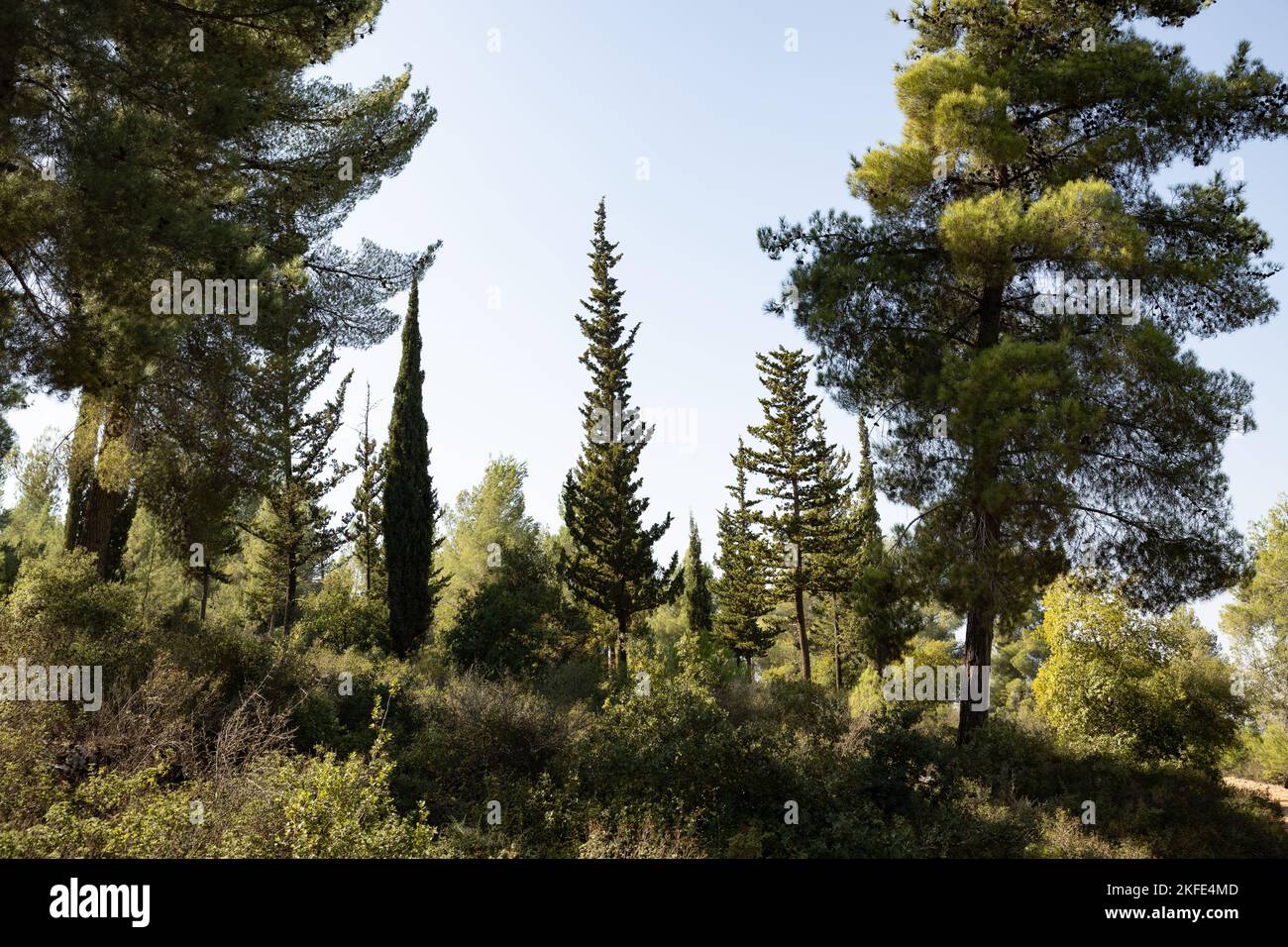 Mediterranean Pine and Cypress forest near Jerusalem, Israel Stock Photo