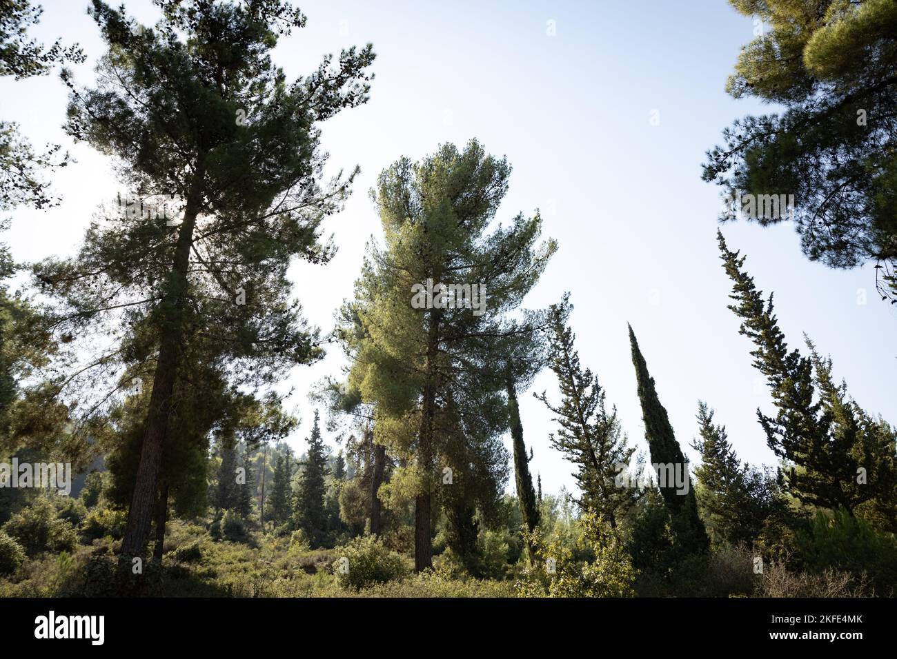 Mediterranean Pine and Cypress forest near Jerusalem, Israel Stock Photo