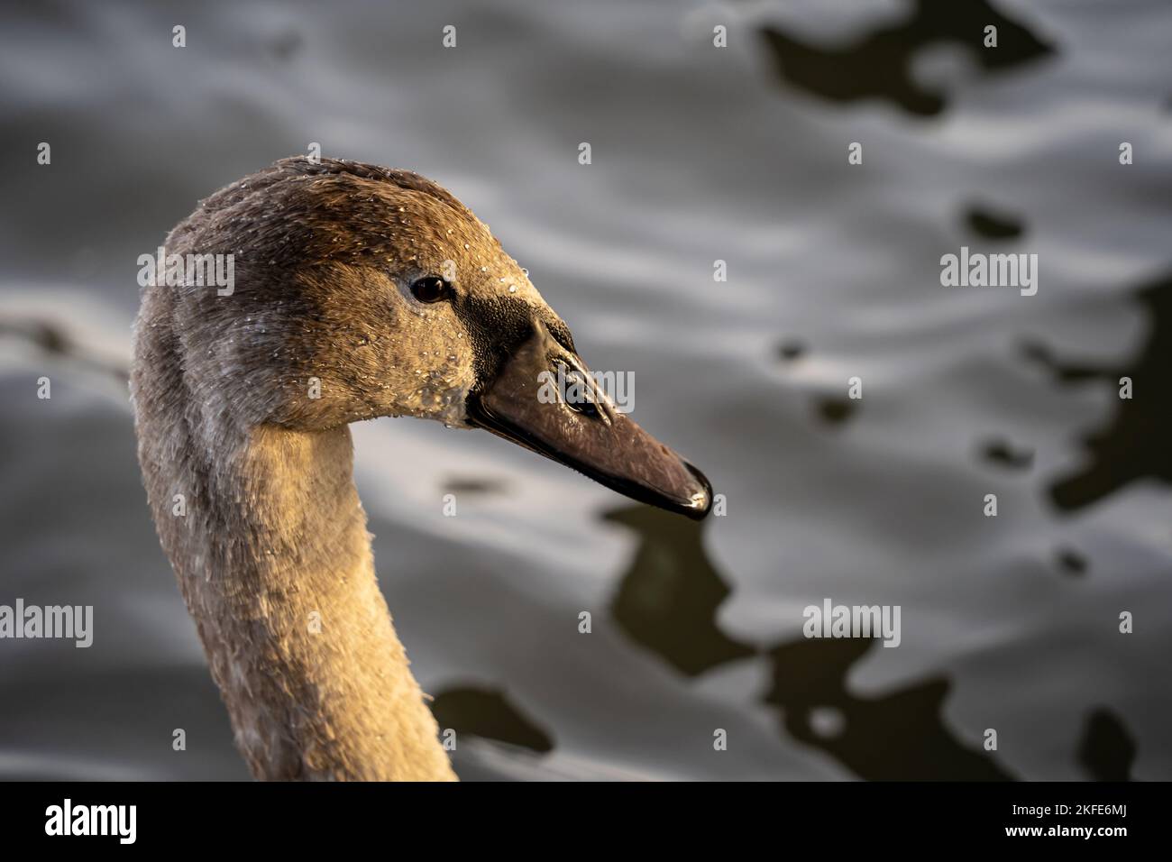 Young swan portrait close-up, head and neck of a brown cygnet with drops of water. Stock Photo