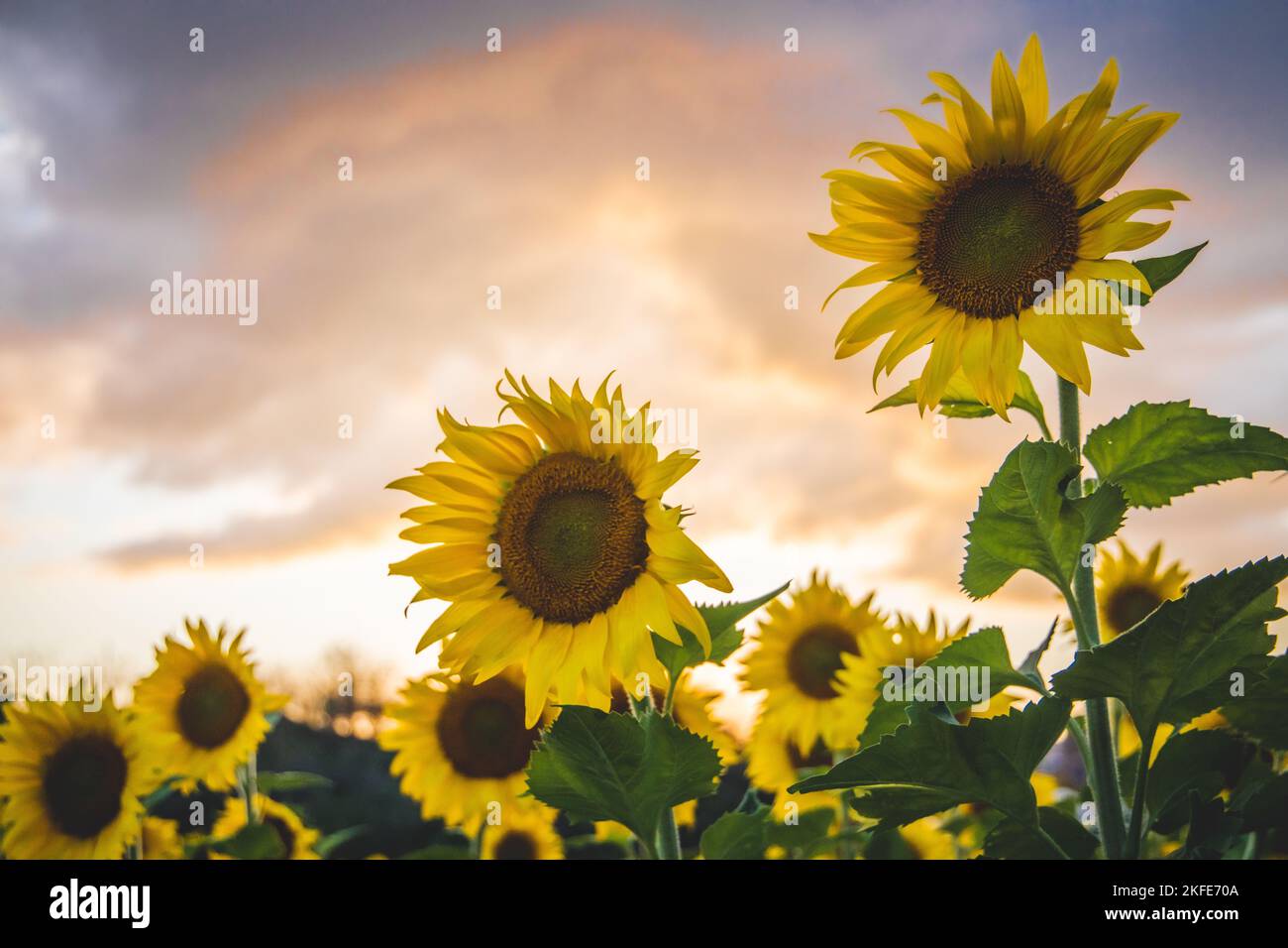 A scenic shot of bright yellow sunflowers in the field at sunset under ...