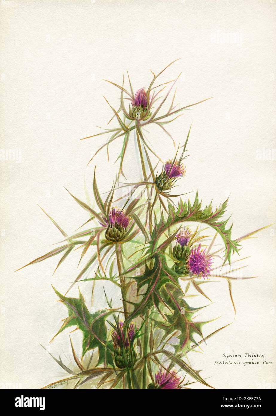 Syrian thistle, Notobasis syriaca cass - Whiting, Grace Spafford artwork 1933 Stock Photo
