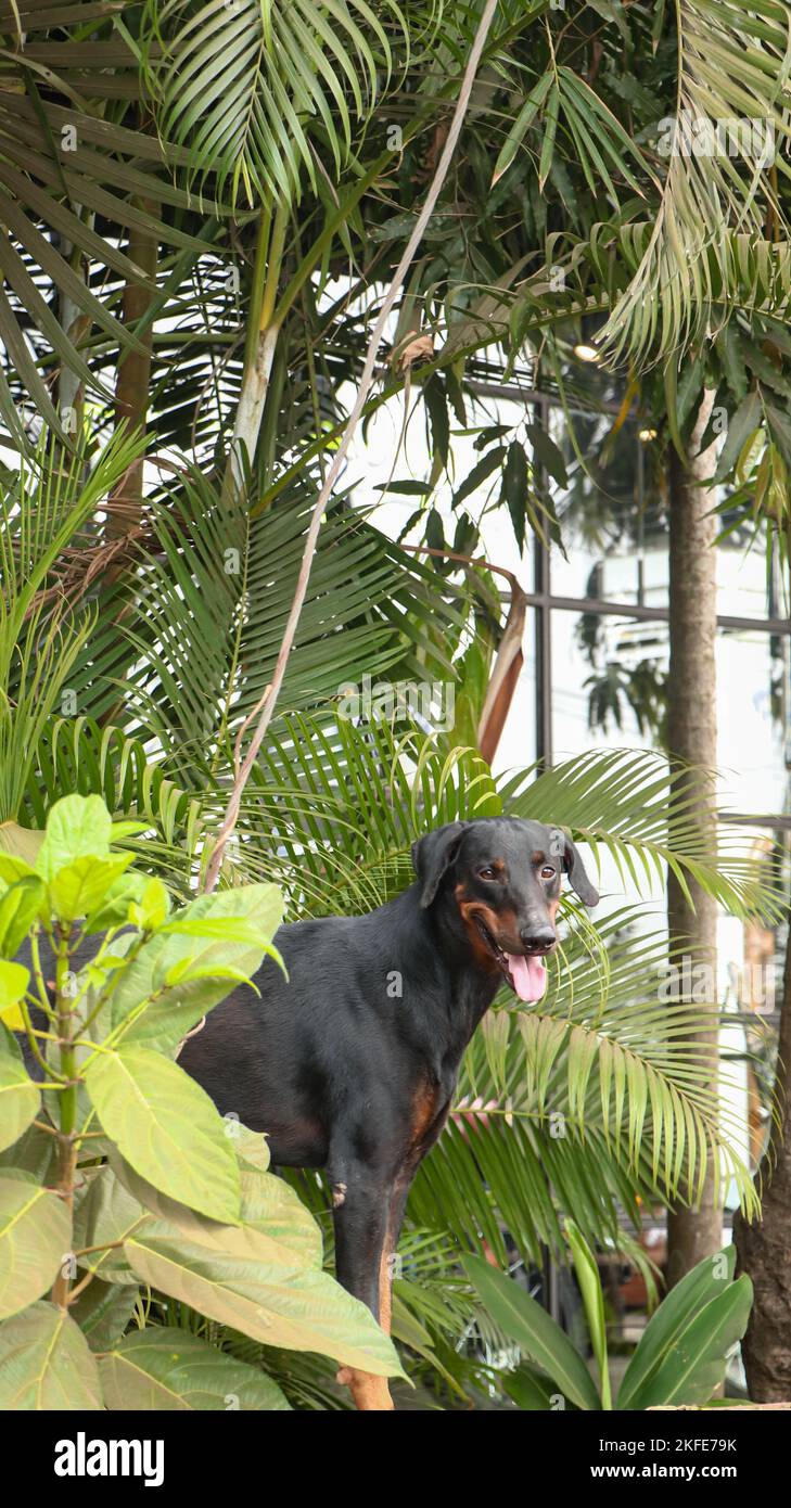 a black doberman pinscher dog guarding and standing between green plants and trees near the fence on a summer afternoon Stock Photo